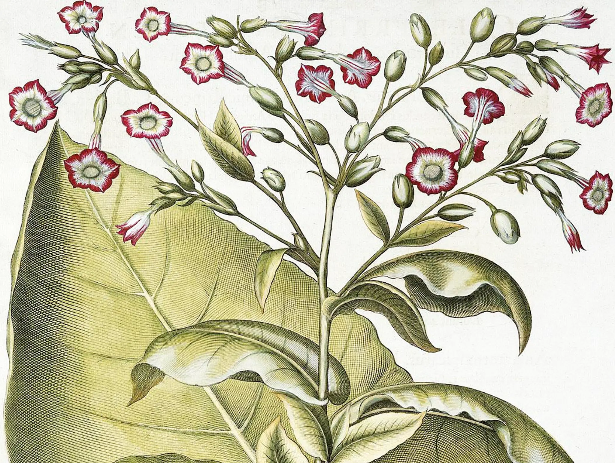 ลองอ่าน 482 Botanical Art Timeline