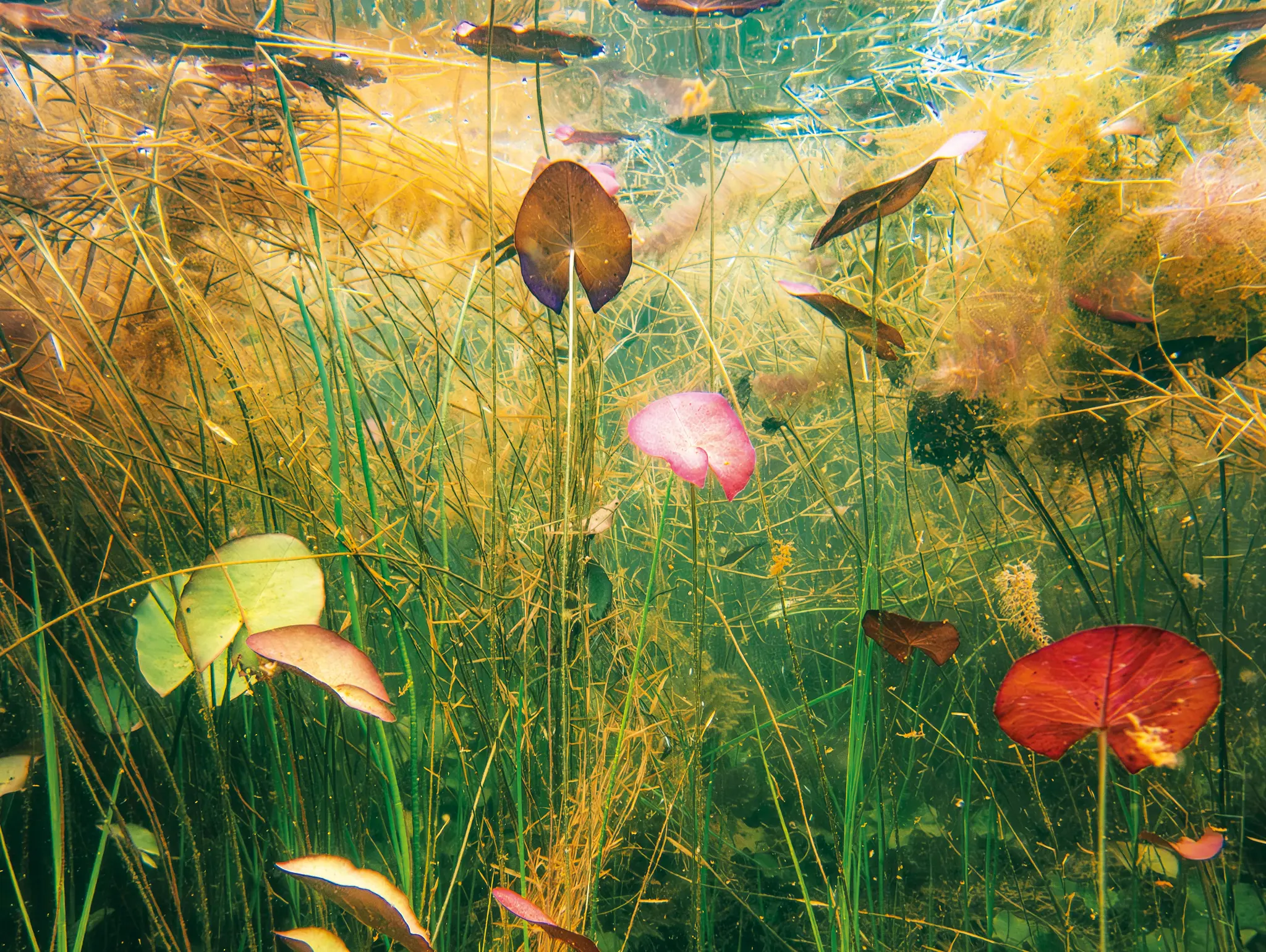 ลองอ่าน 487 โลกใต้น้ำ ทุ่งปากพลี ระบบนิเวศน้ำผุด-น้ำหลาก