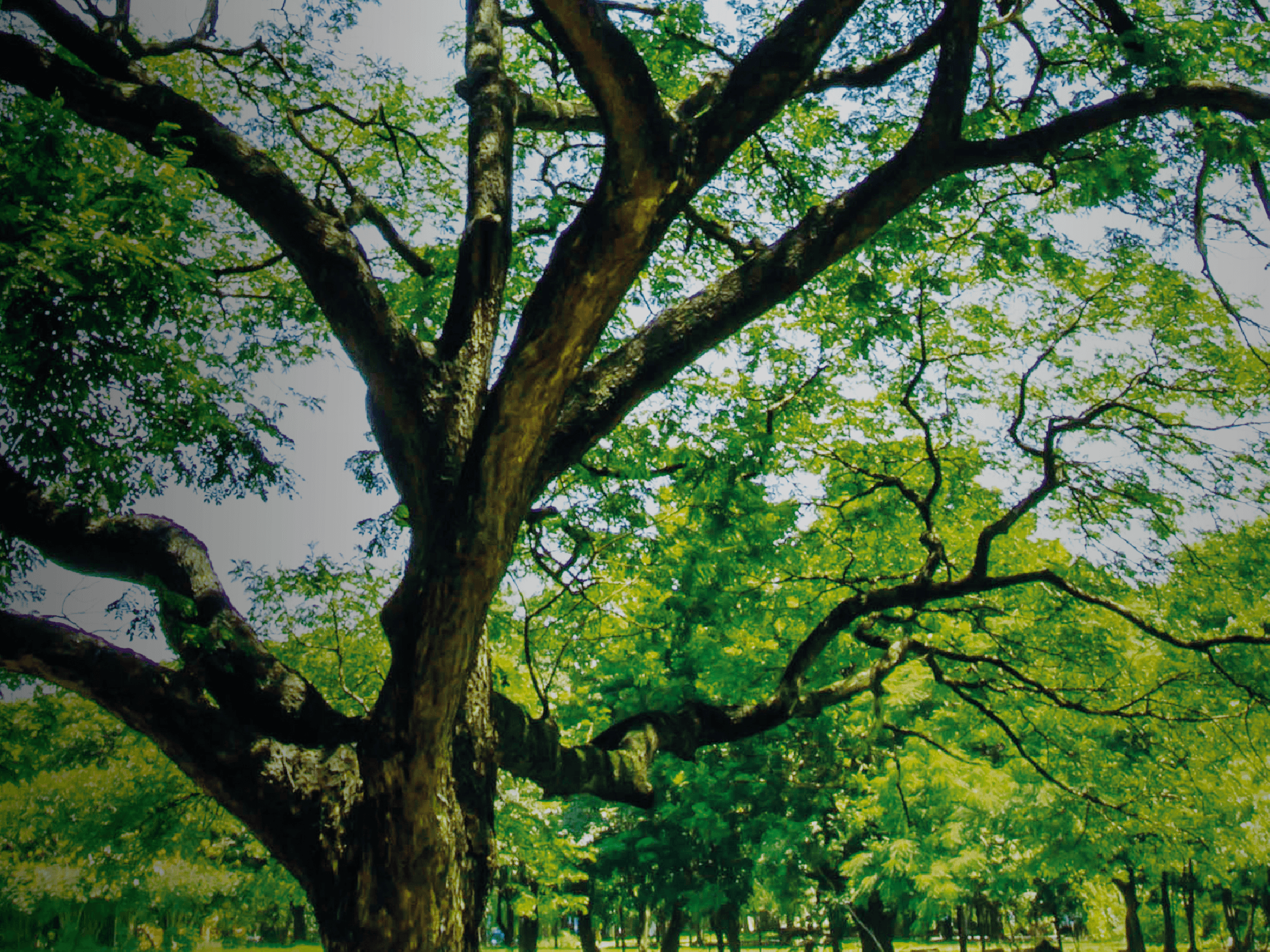 แผนที่ Healใจ Parkใจในสวน ต้นไม้และป่า-นักบำบัดสีเขียว