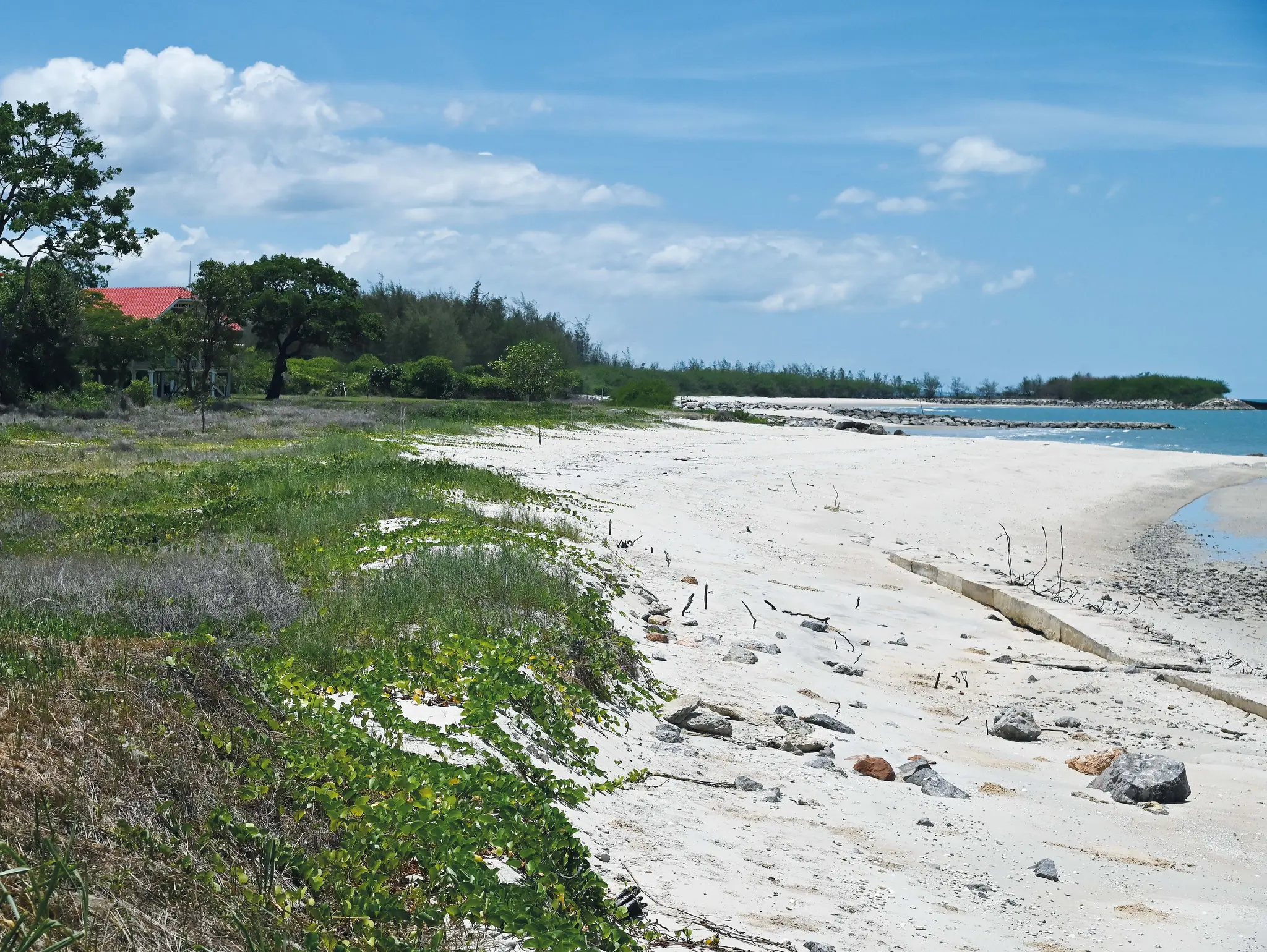 ลองอ่าน 487 ฟื้นคืนสังคมพืชสันทรายชายฝั่ง พระราชนิเวศน์มฤคทายวัน