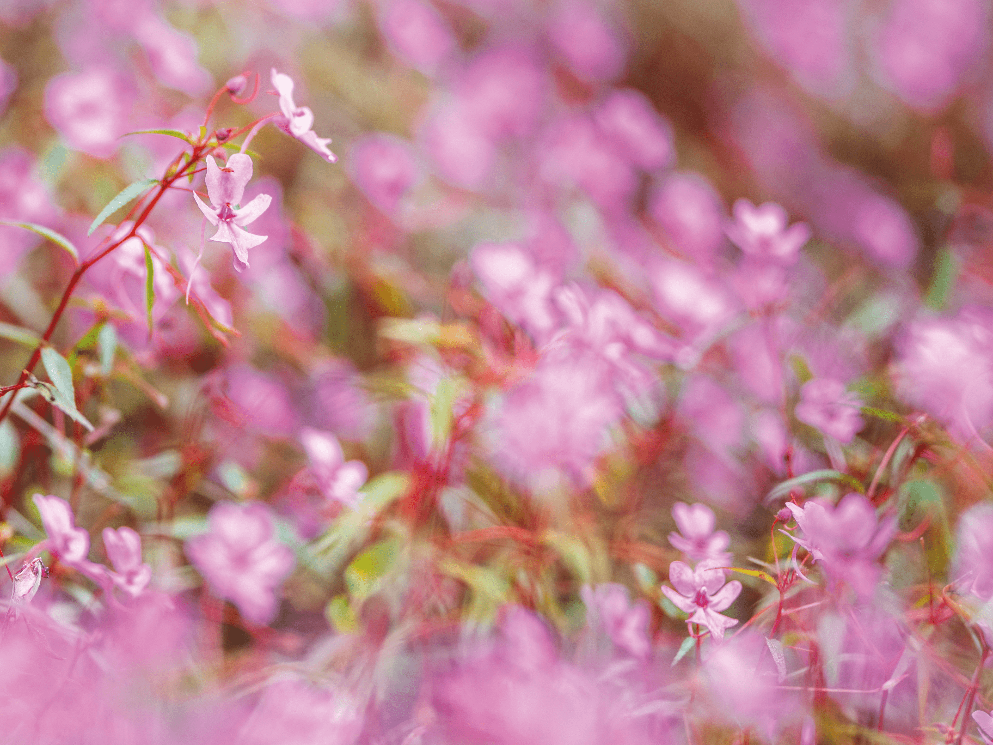 487 Hidden Paradise ก่อนธรรมชาติจะสูญหาย