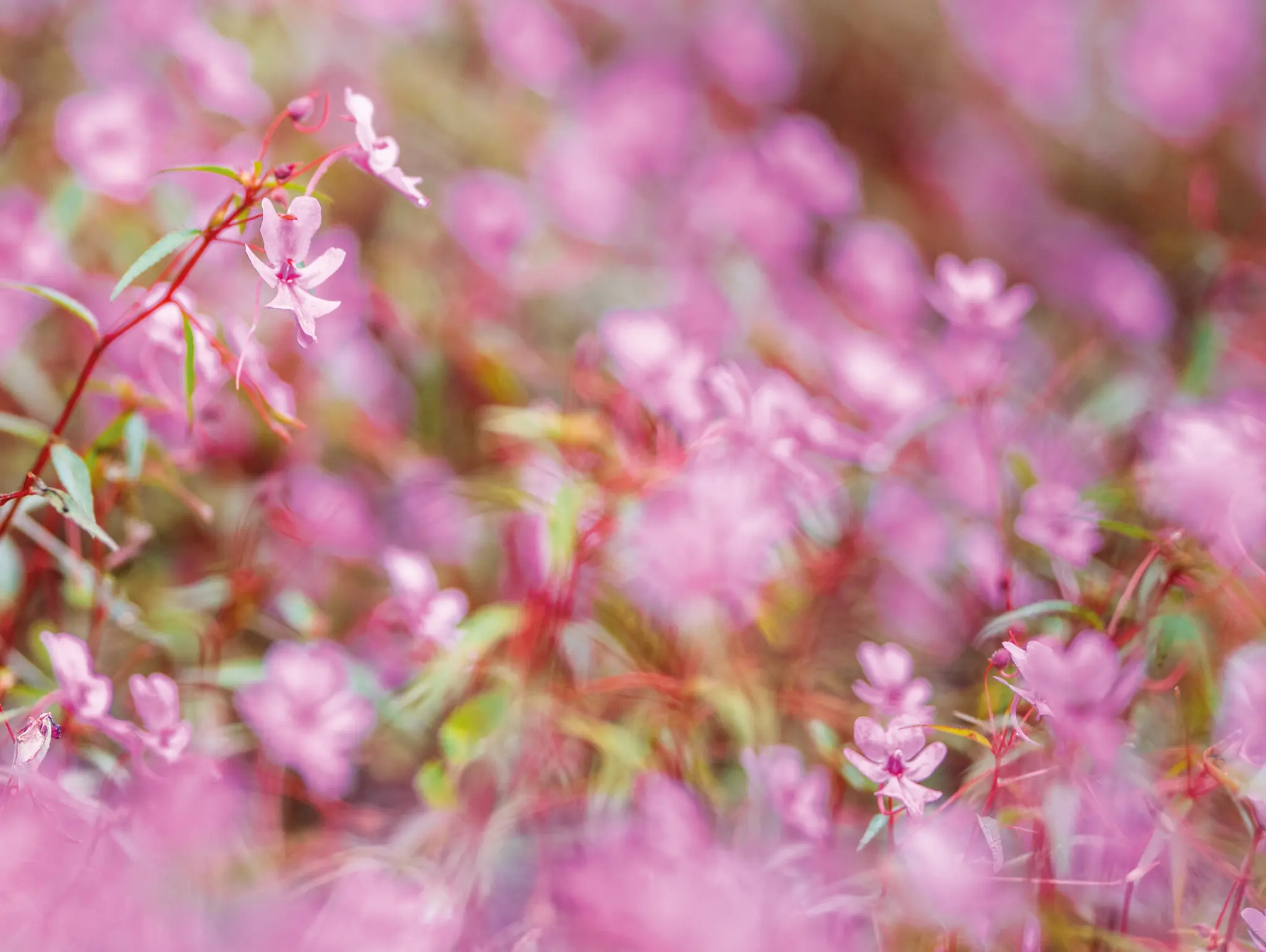 ลองอ่าน 487 Hidden Paradise ก่อนธรรมชาติจะสูญหาย