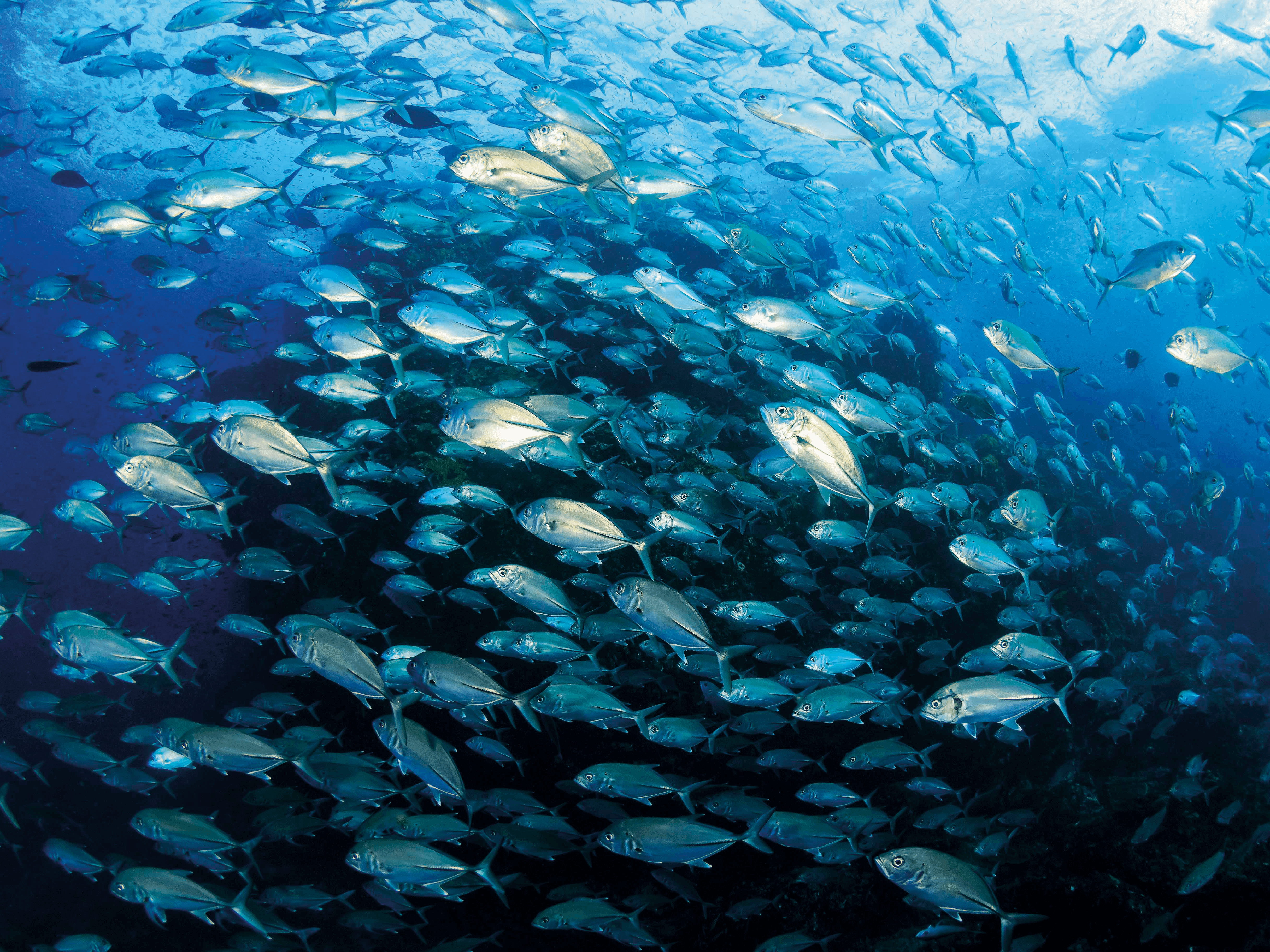 ลองอ่าน 479 HIPPO ภัยคุกคามปลาทะเลไทย 