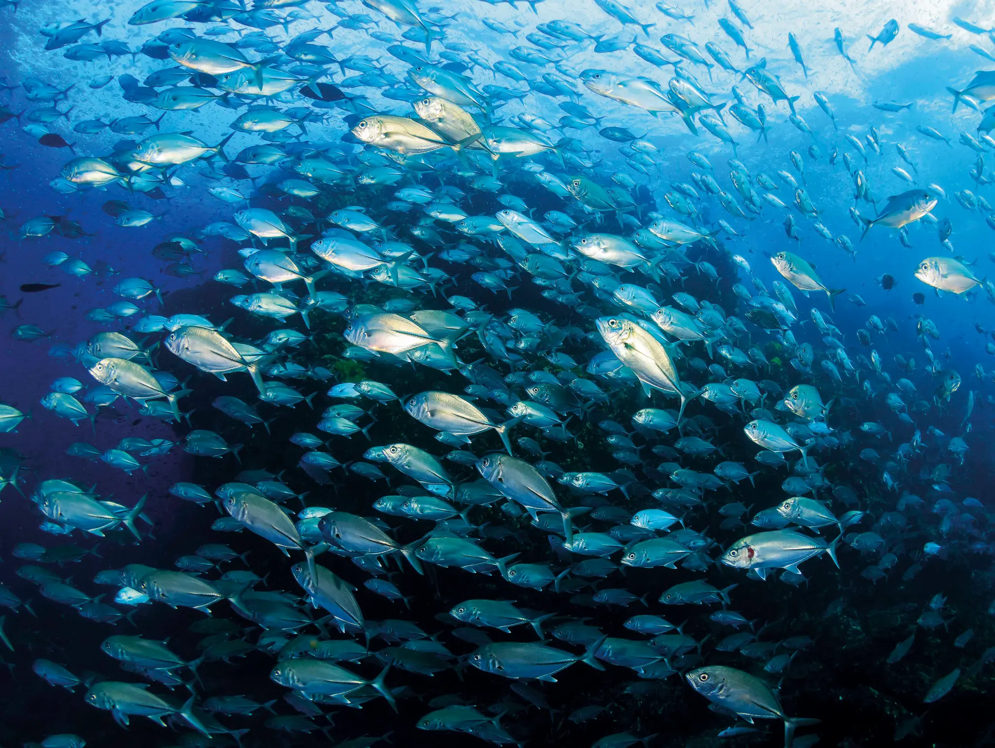 ลองอ่าน 479 HIPPO ภัยคุกคามปลาทะเลไทย