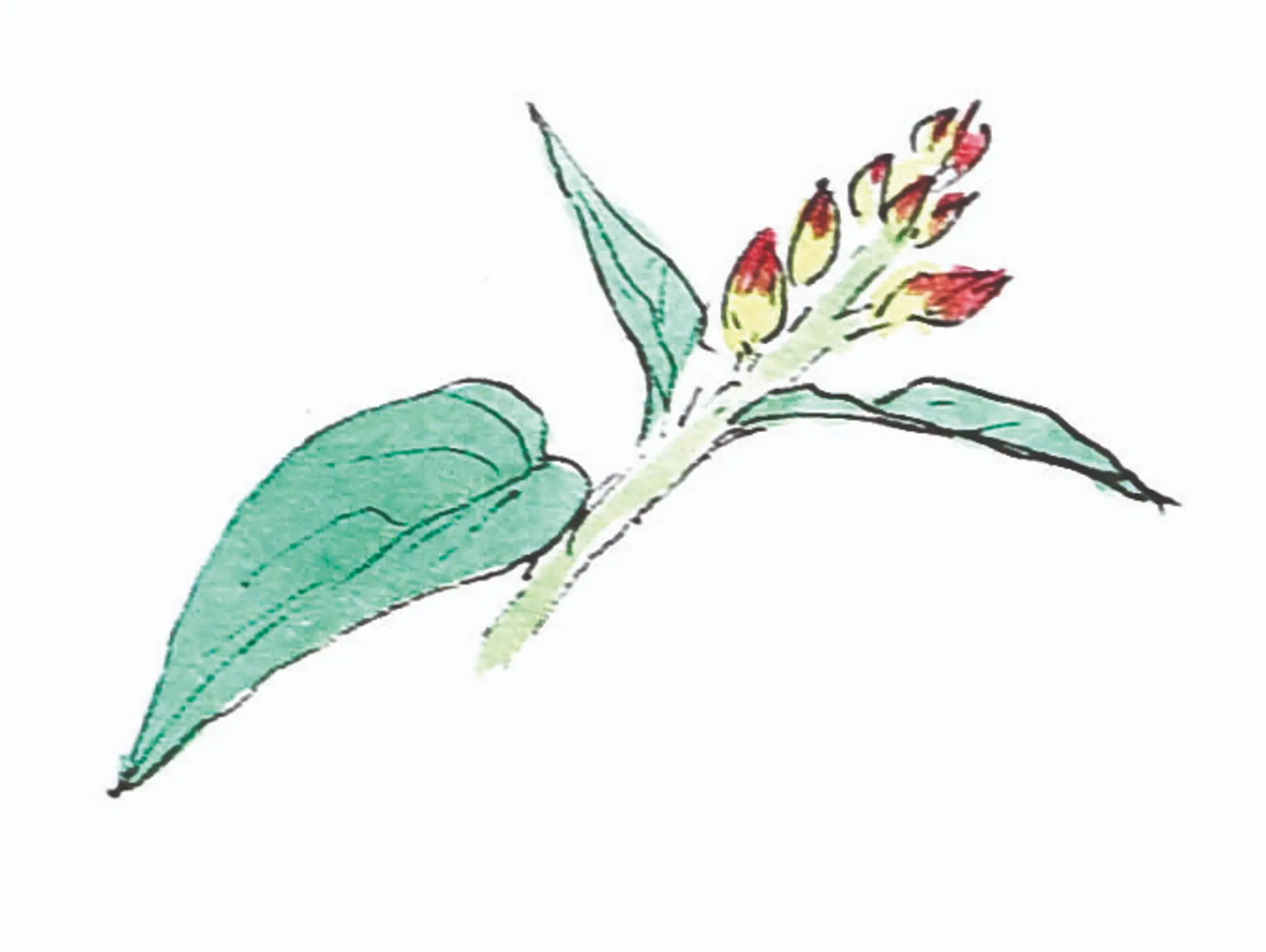 491 ท้ายครัว อร่อยนัก ฝักส้มลม