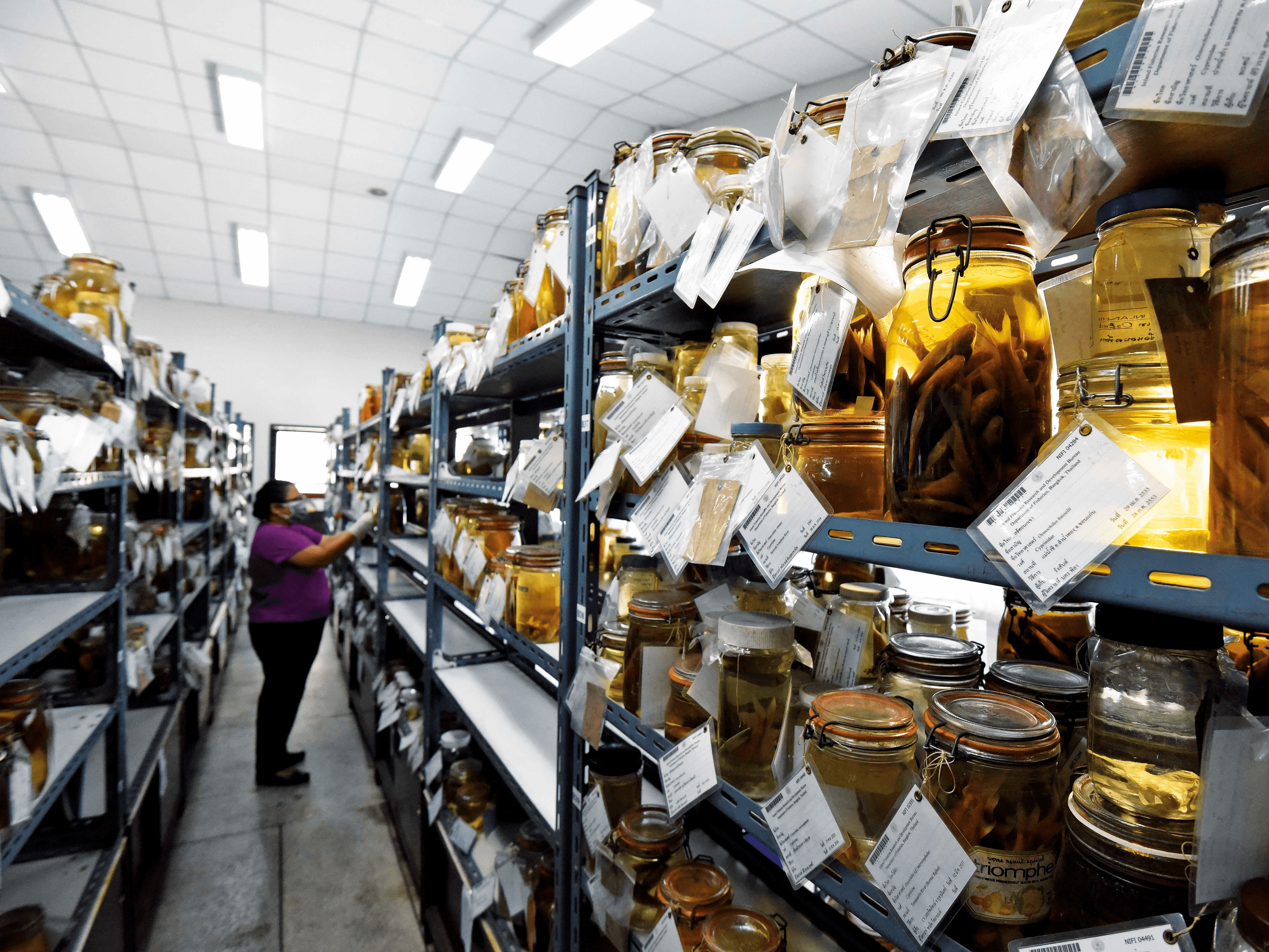 ลองอ่าน 479 ภาค ๒ ปลาไทยสูญพันธุ์แล้ว