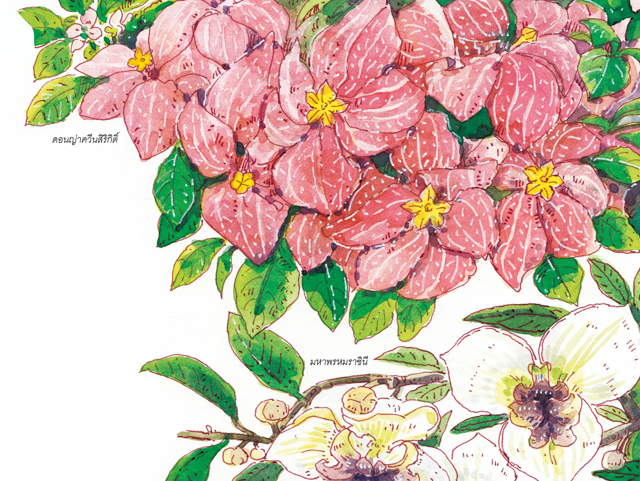 489 วาดเมือง บุปผาราชินี