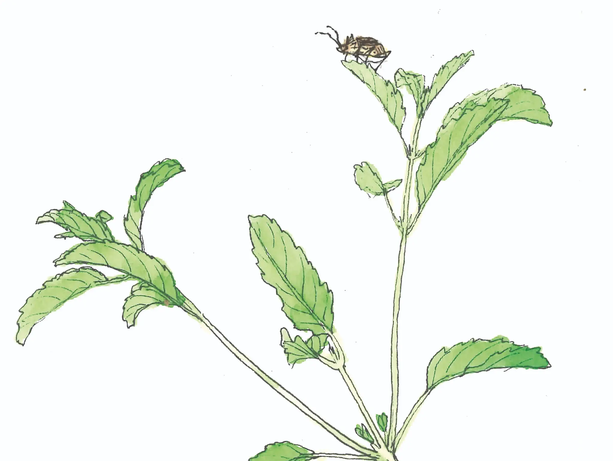 481 ท้ายครัว มาปลูกกะเพรา ไว้ผัดข้าวกินกัน