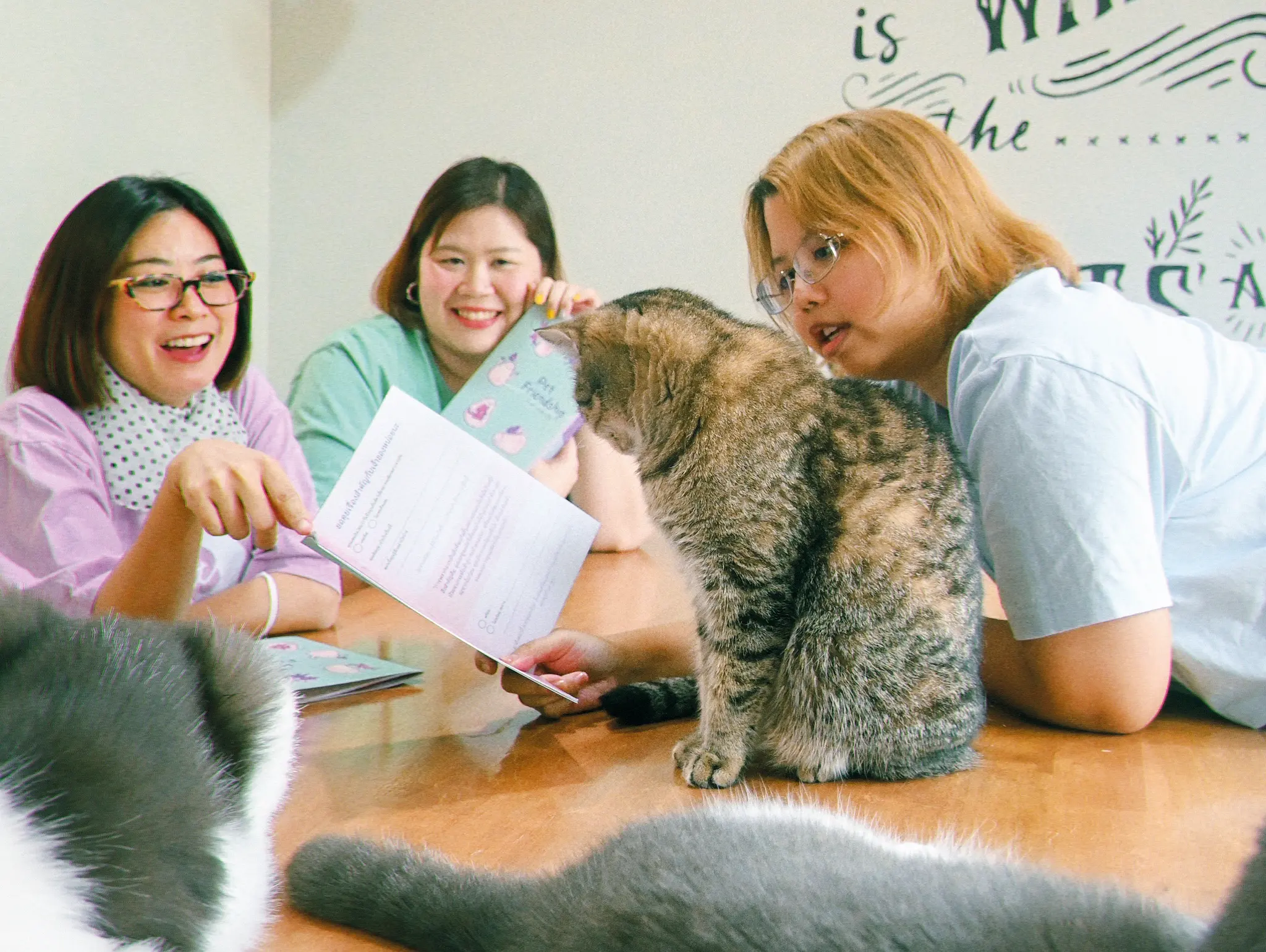 477 ขอให้คุณโอบกอดเมื่อ แมวป่วย แก่ ตาย