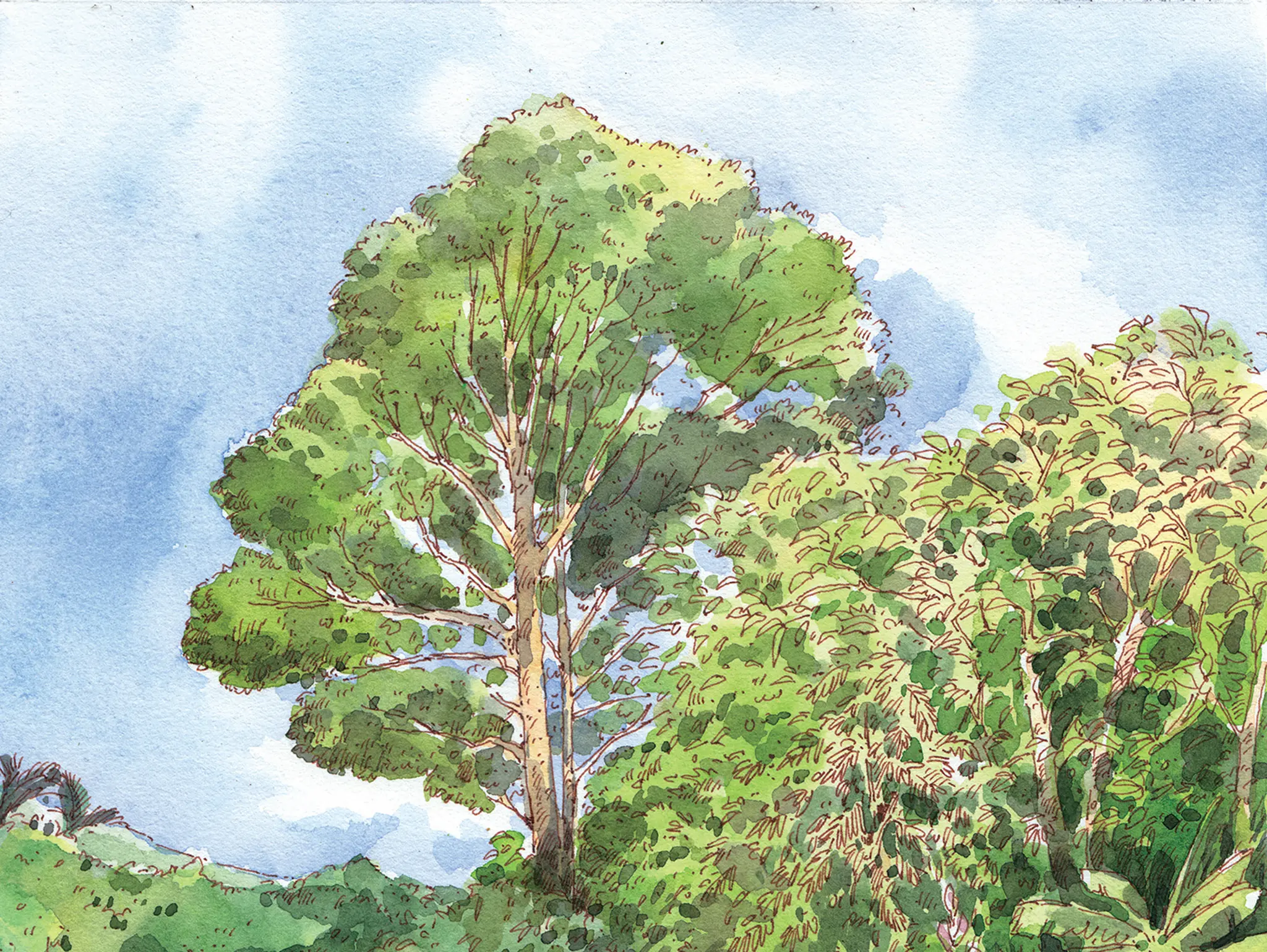 478 วาดเมือง ณ ชายป่า