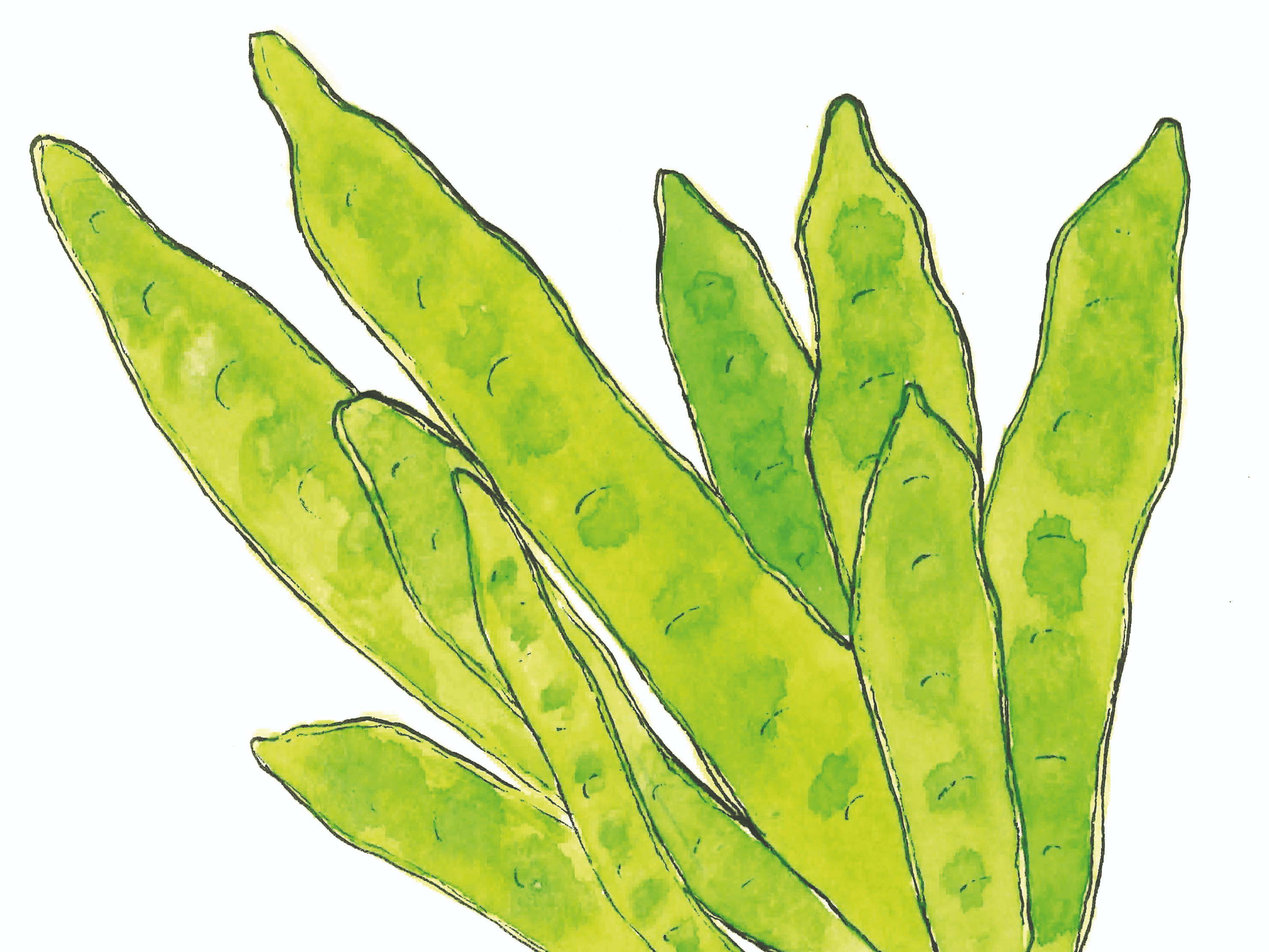 487 ท้ายครัว ฝักอีซึก โอชารสแห่งไพศาลี