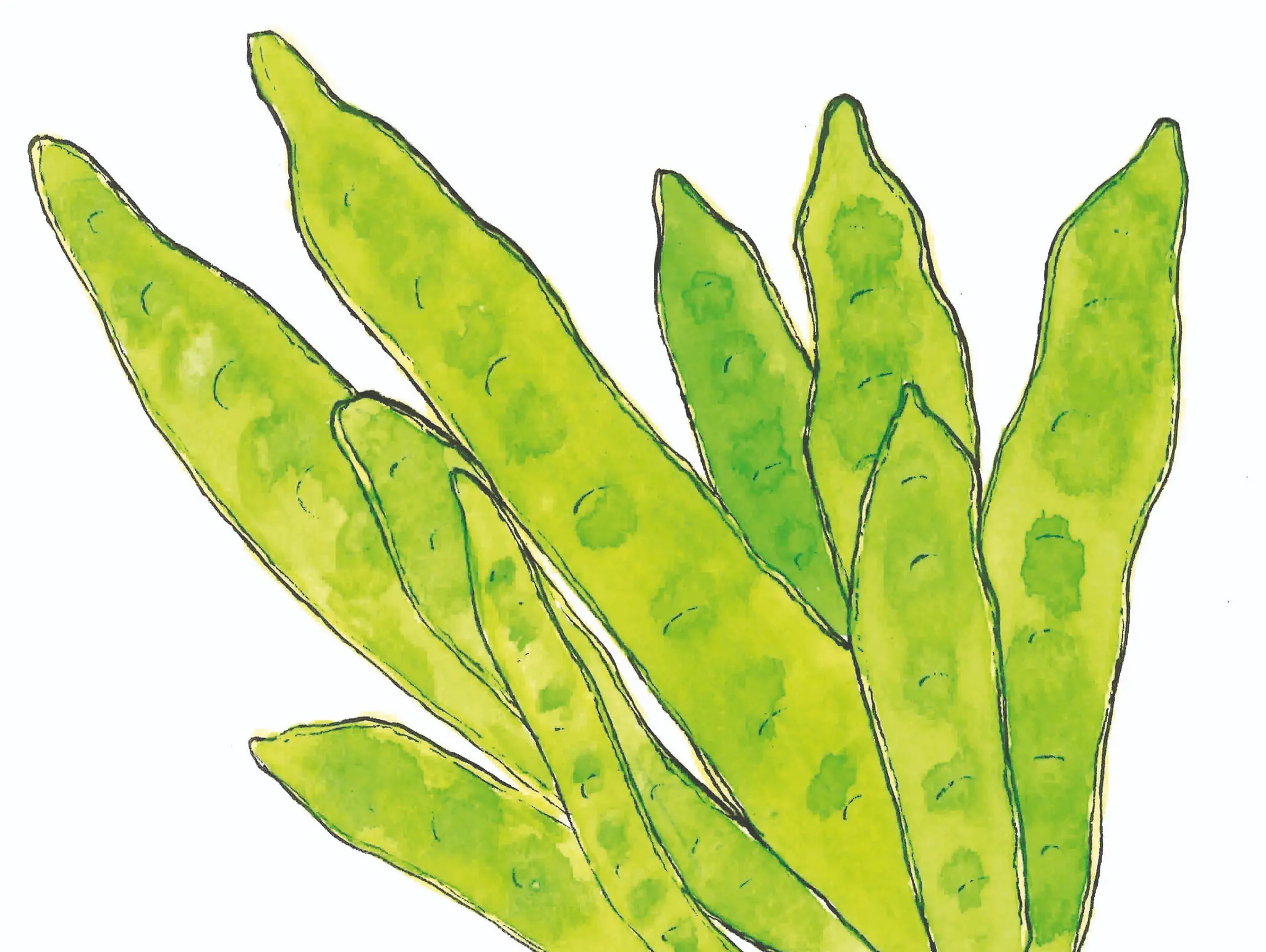 487 ท้ายครัว ฝักอีซึก โอชารสแห่งไพศาลี