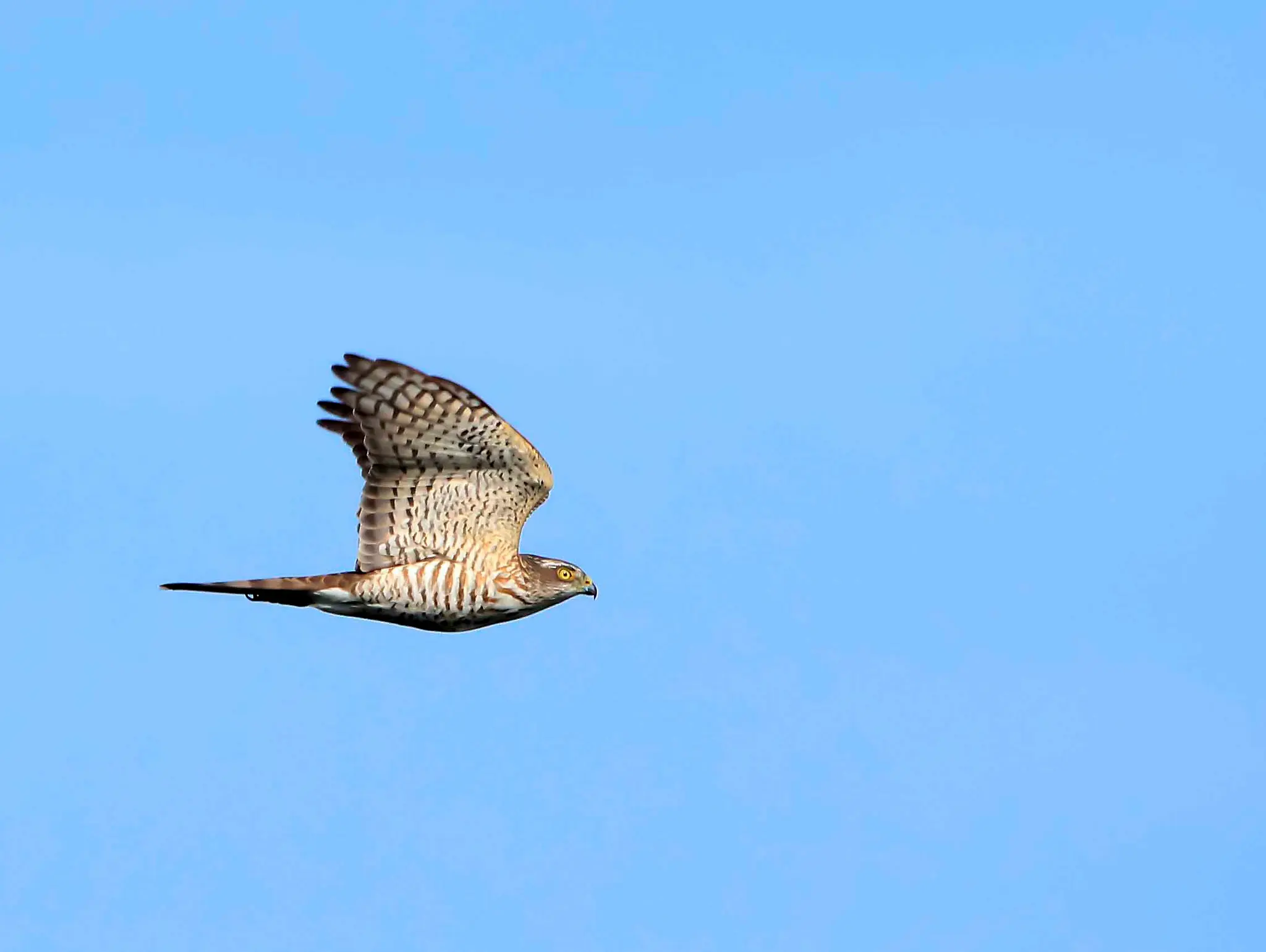 473 เหยี่ยวนกเขา ภารกิจอพยพฝ่าศูนย์กลางโลก