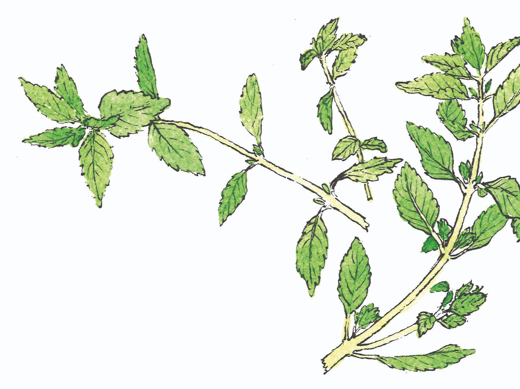 489 ท้ายครัว แช่เมอ ข้าวต้มผักสูตรอาข่า