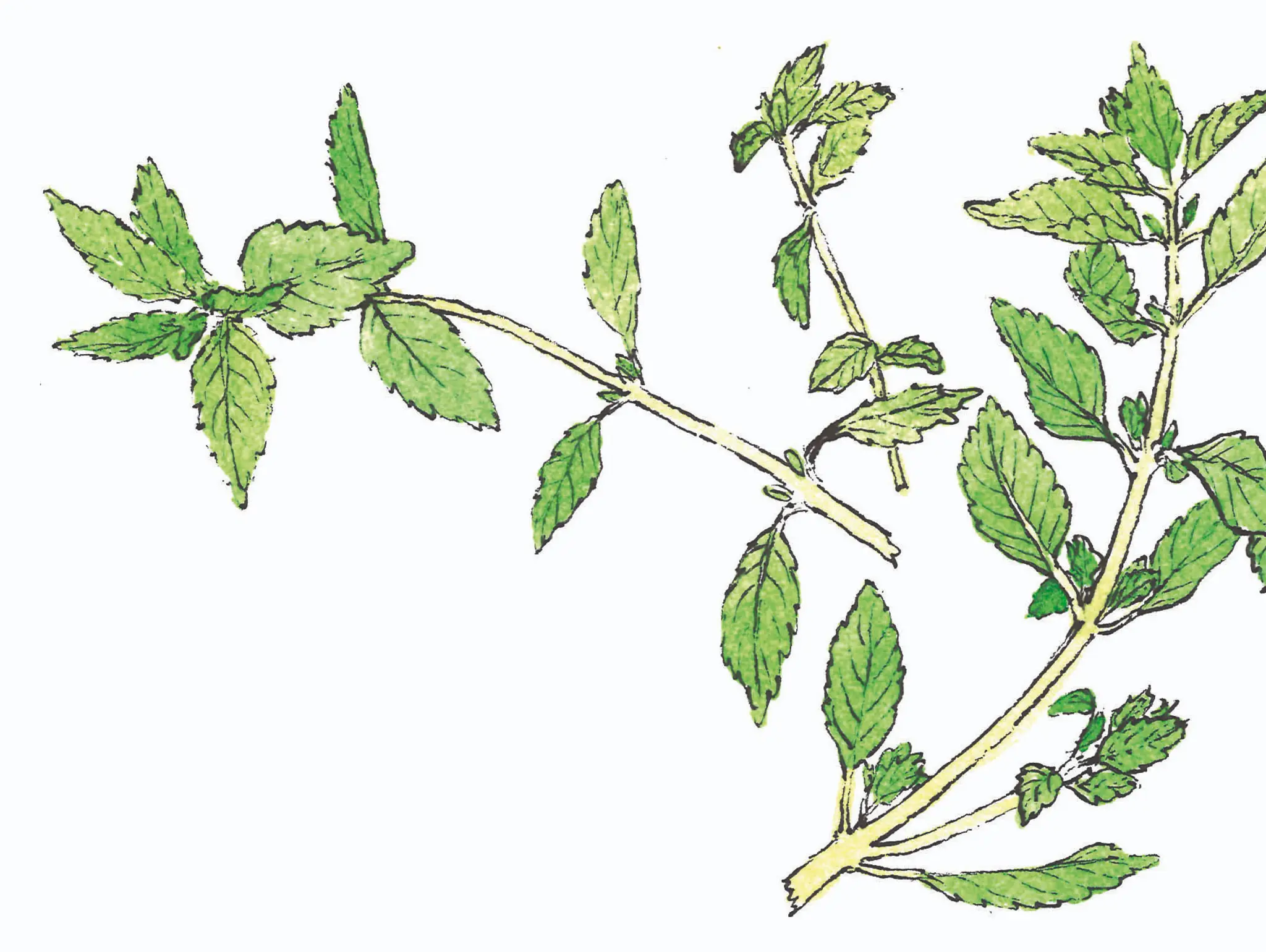 489 ท้ายครัว แช่เมอ ข้าวต้มผักสูตรอาข่า