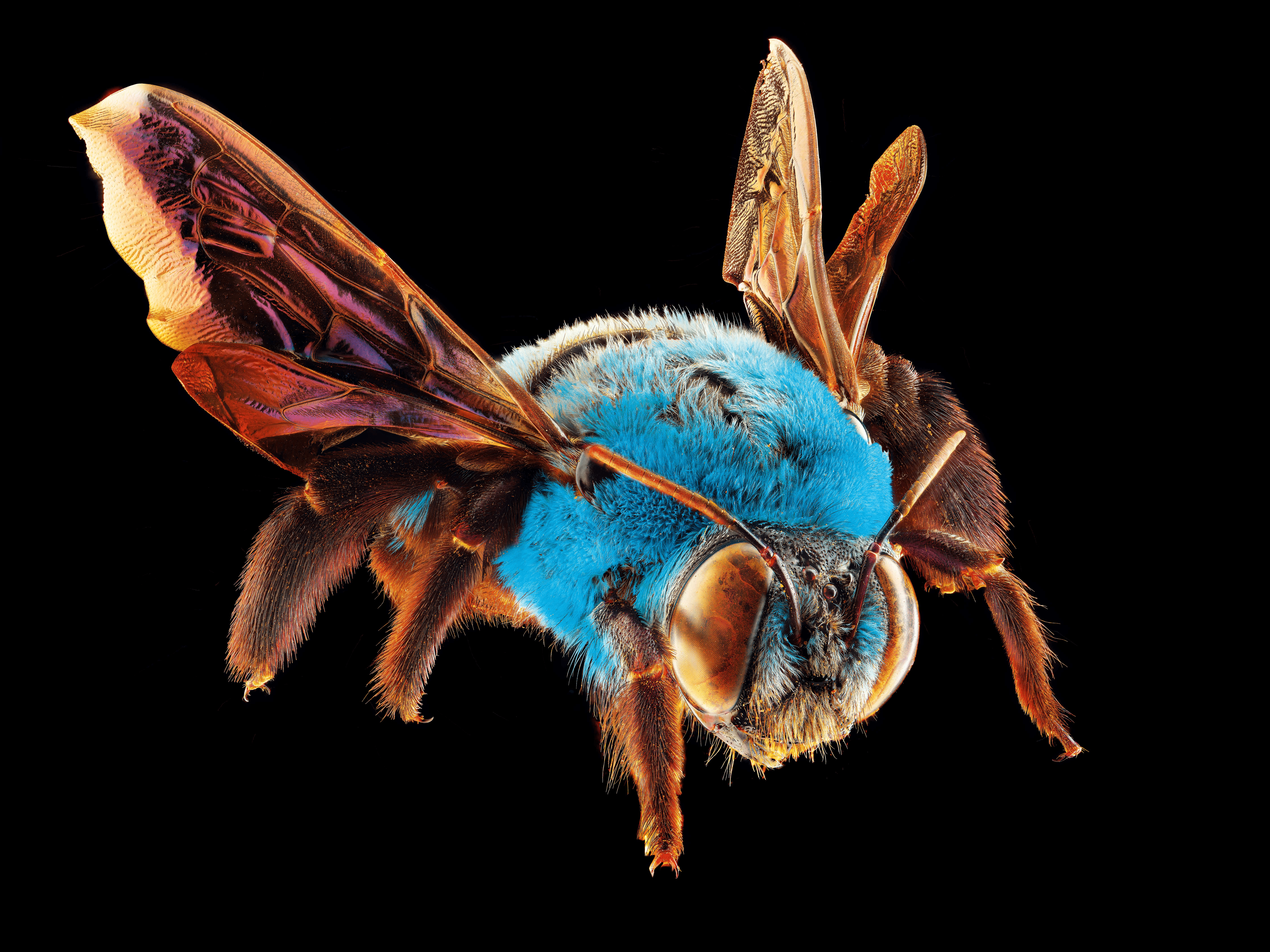 497 Universe of Bugs จักรวาลแมลงในภาพถ่าย