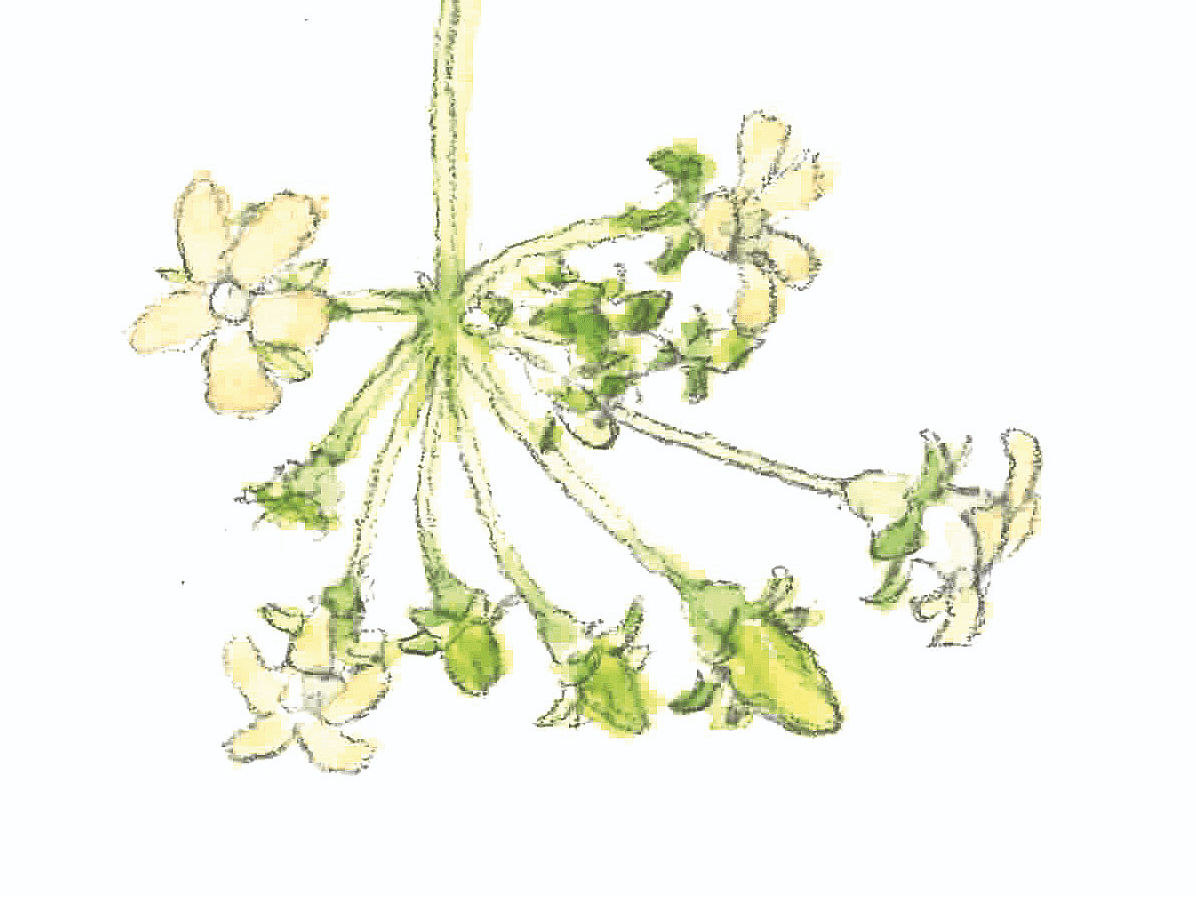 484 ท้ายครัว ไข่เจียวดอกไม้