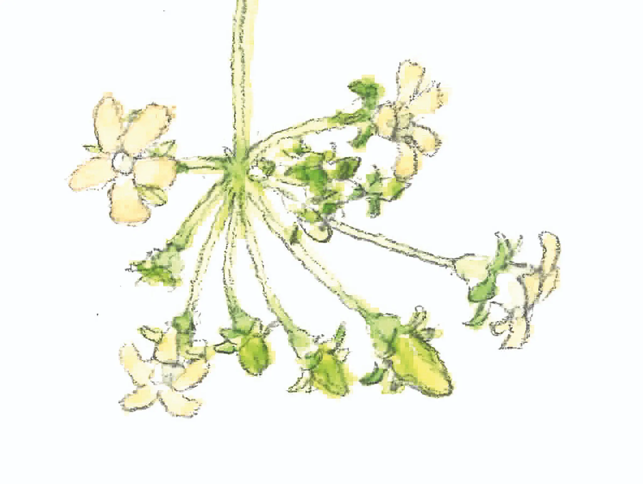 484 ท้ายครัว ไข่เจียวดอกไม้