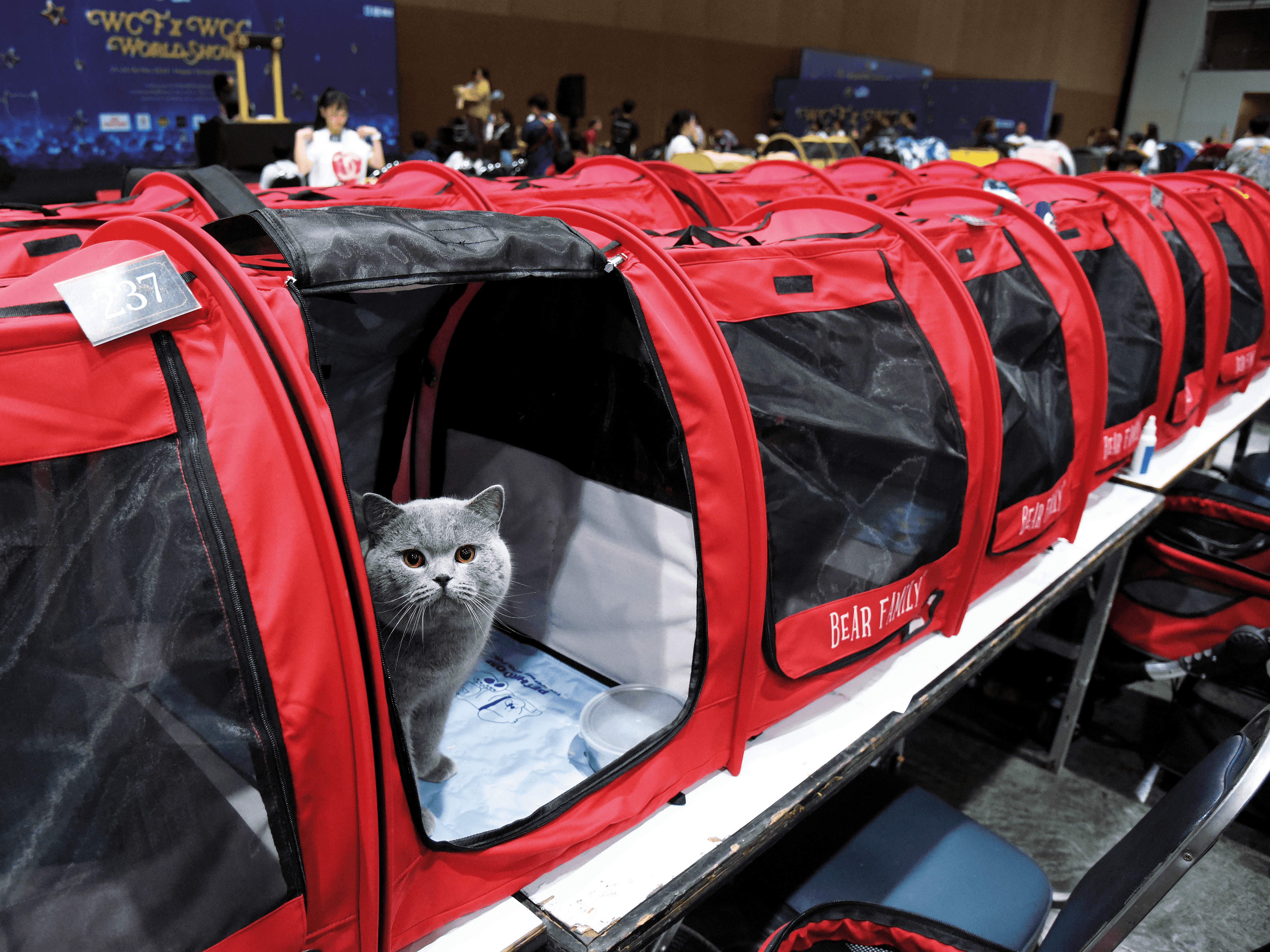 ลองอ่าน 470 เสียงแมว บรีดเดอร์ กรรมการ และสมาคมแมว คนไทยบนเวทีประกวดแมวโลก EP.2