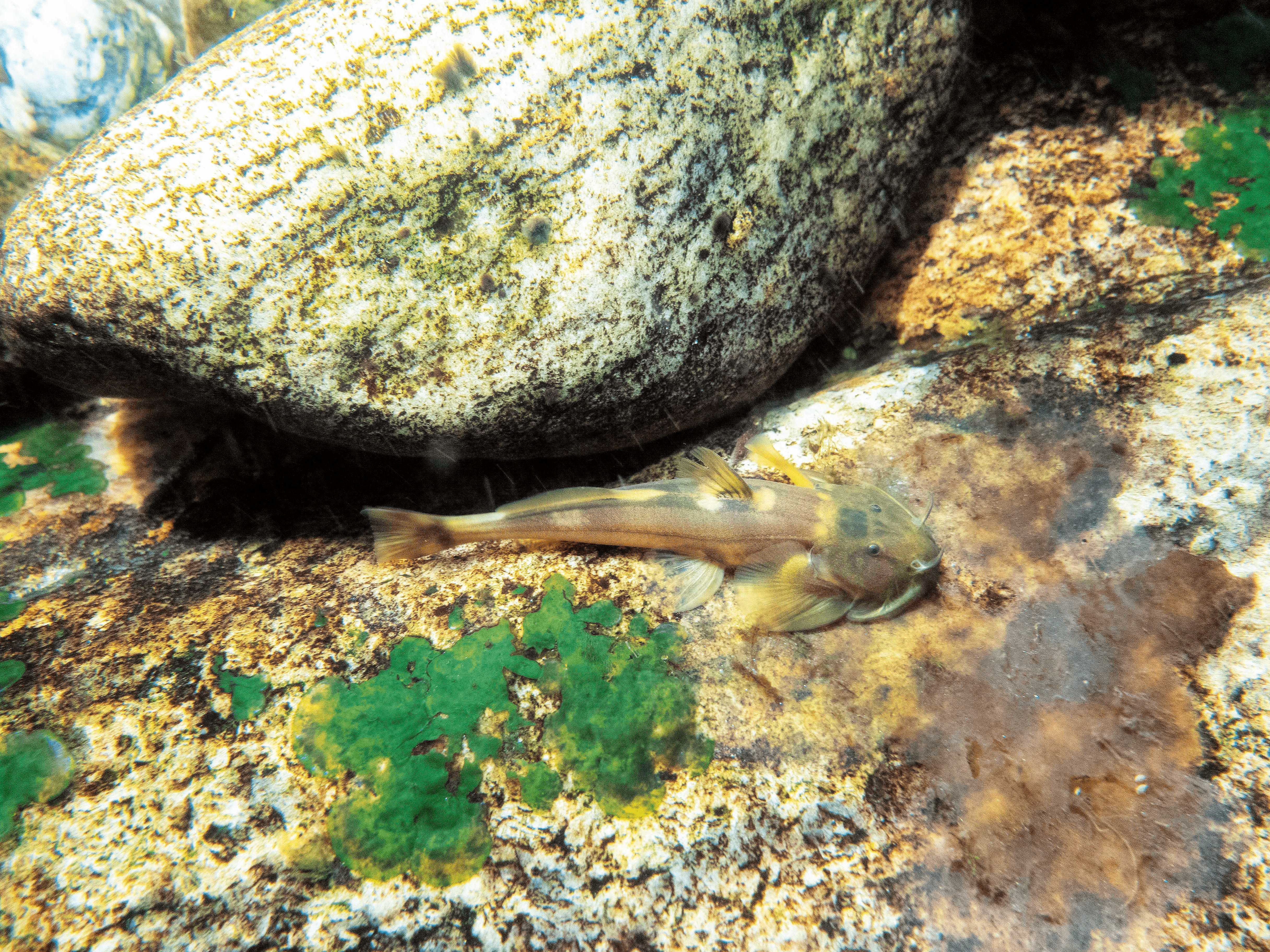 ลองอ่าน 479 การเดินทาง กาลเวลา และปลานํ้าจืดไทย