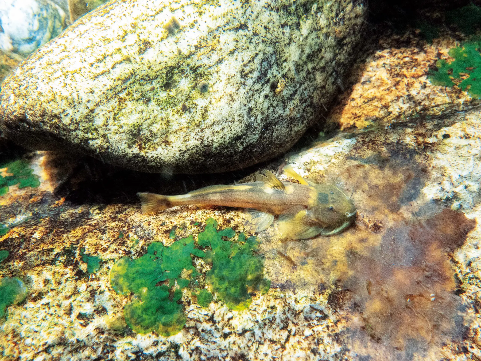 ลองอ่าน 479 การเดินทาง กาลเวลา และปลานํ้าจืดไทย