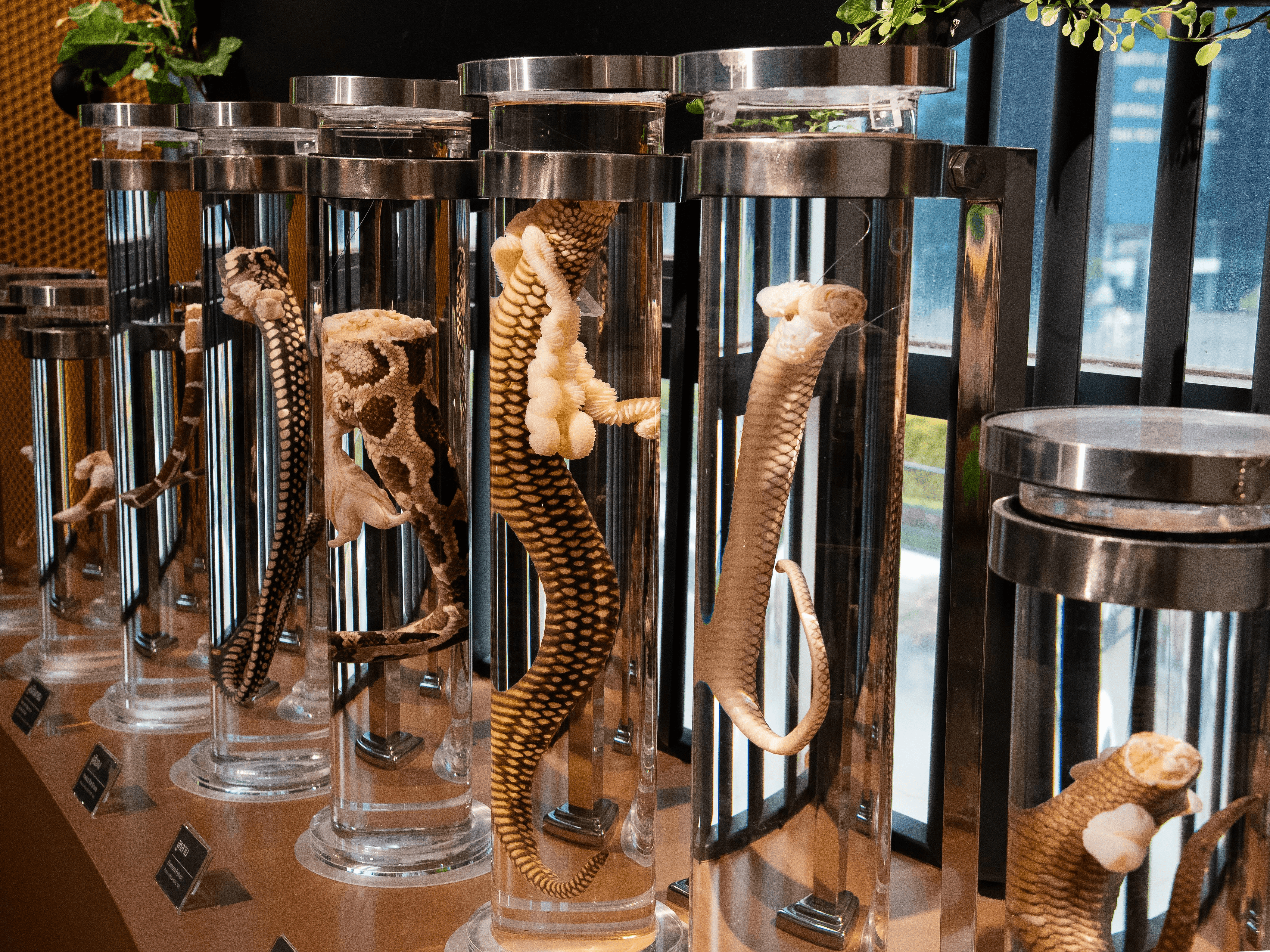 487 ธรรมชาติ ทํามาโชว์ ถอดรหัสจู๋งู