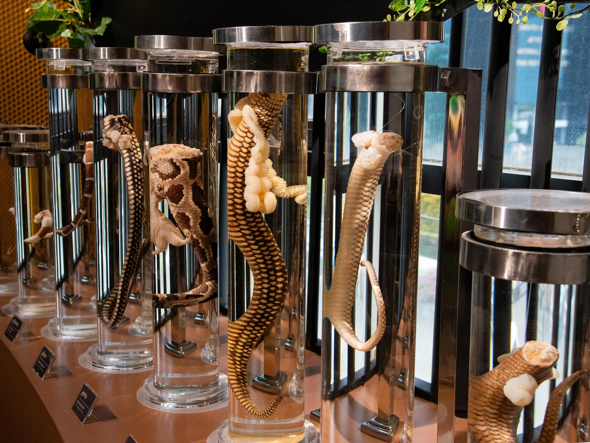 487 ธรรมชาติ ทํามาโชว์ ถอดรหัสจู๋งู