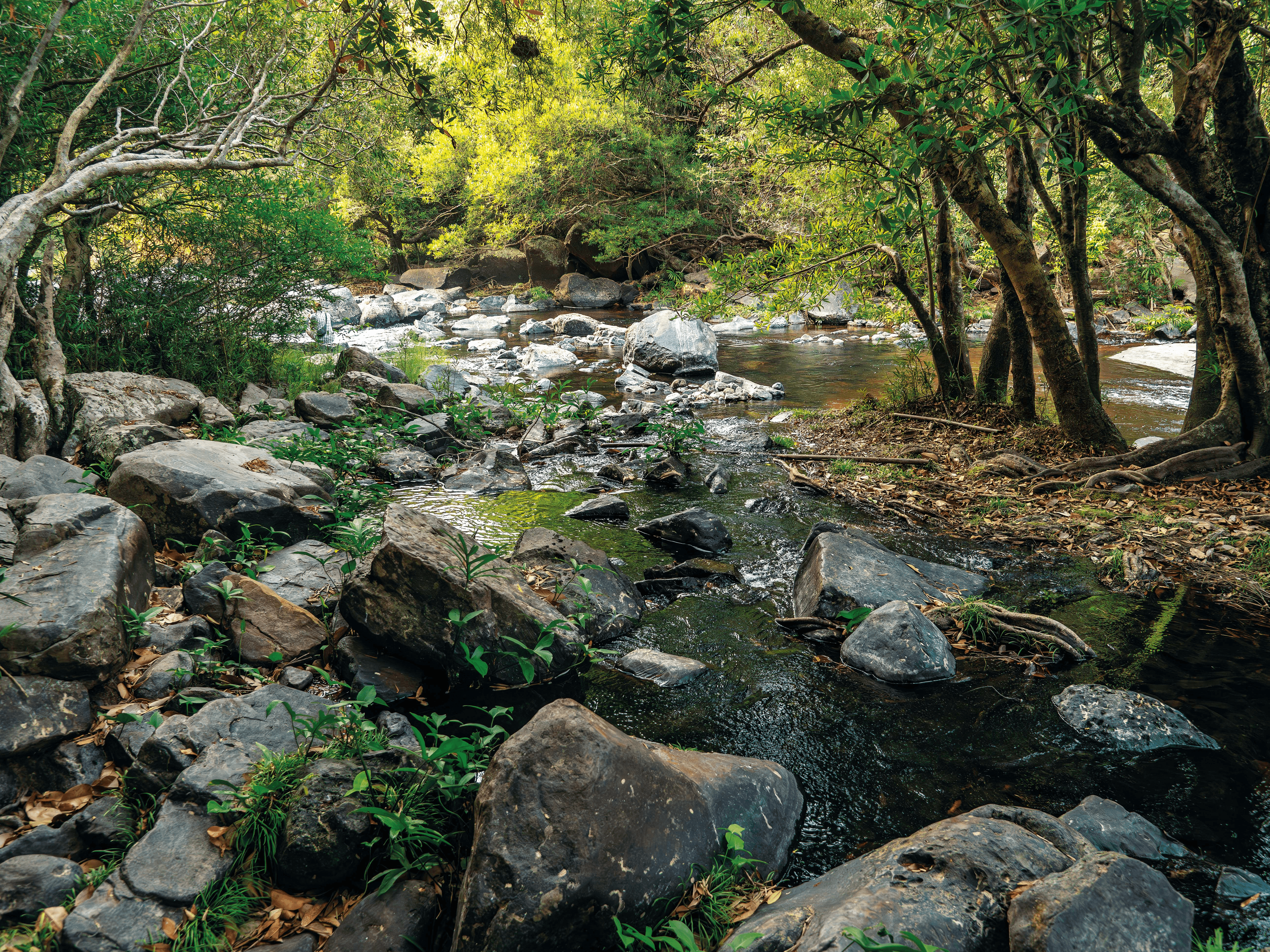 487 ป่าชายน้ำ Riverine Forest