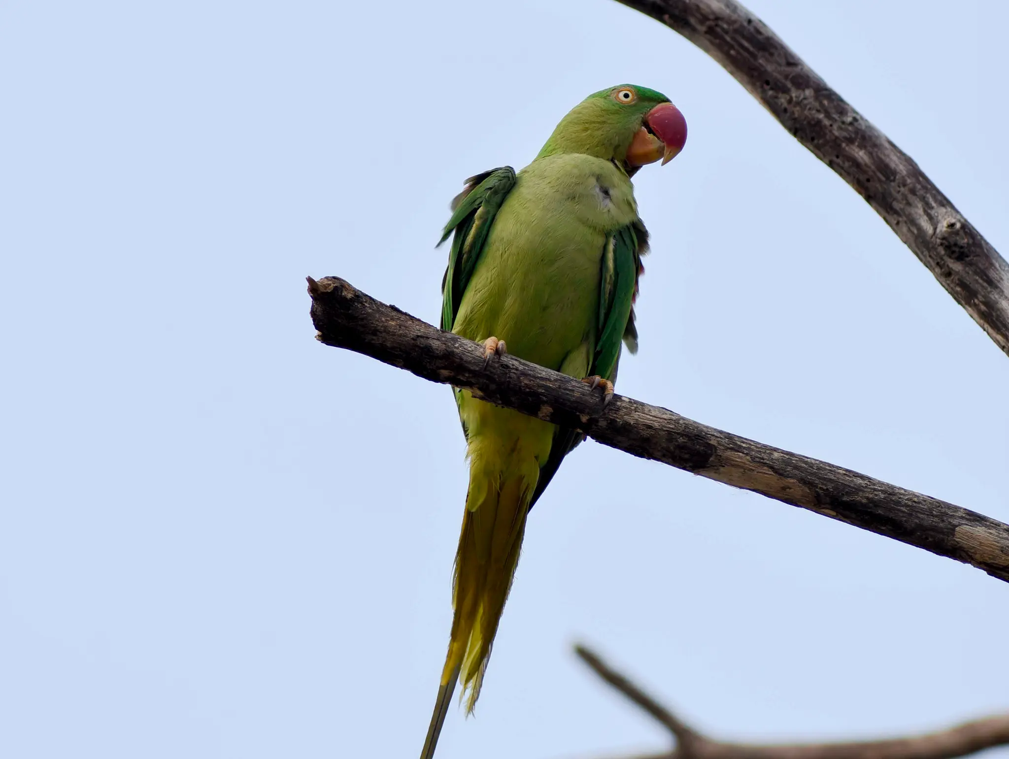 473 พื้นที่อนุรักษ์นกนอกเขตอนุรักษ์ OECMs