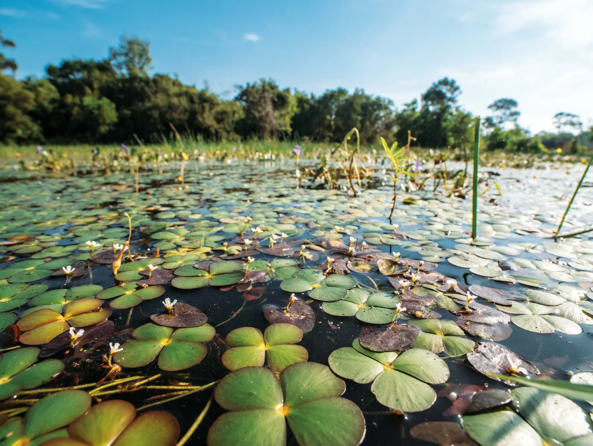 ลองอ่าน 487 สรวงสวรรค์เล็กจิ๋ว บนสันทรายชายฝั่งโบราณ
