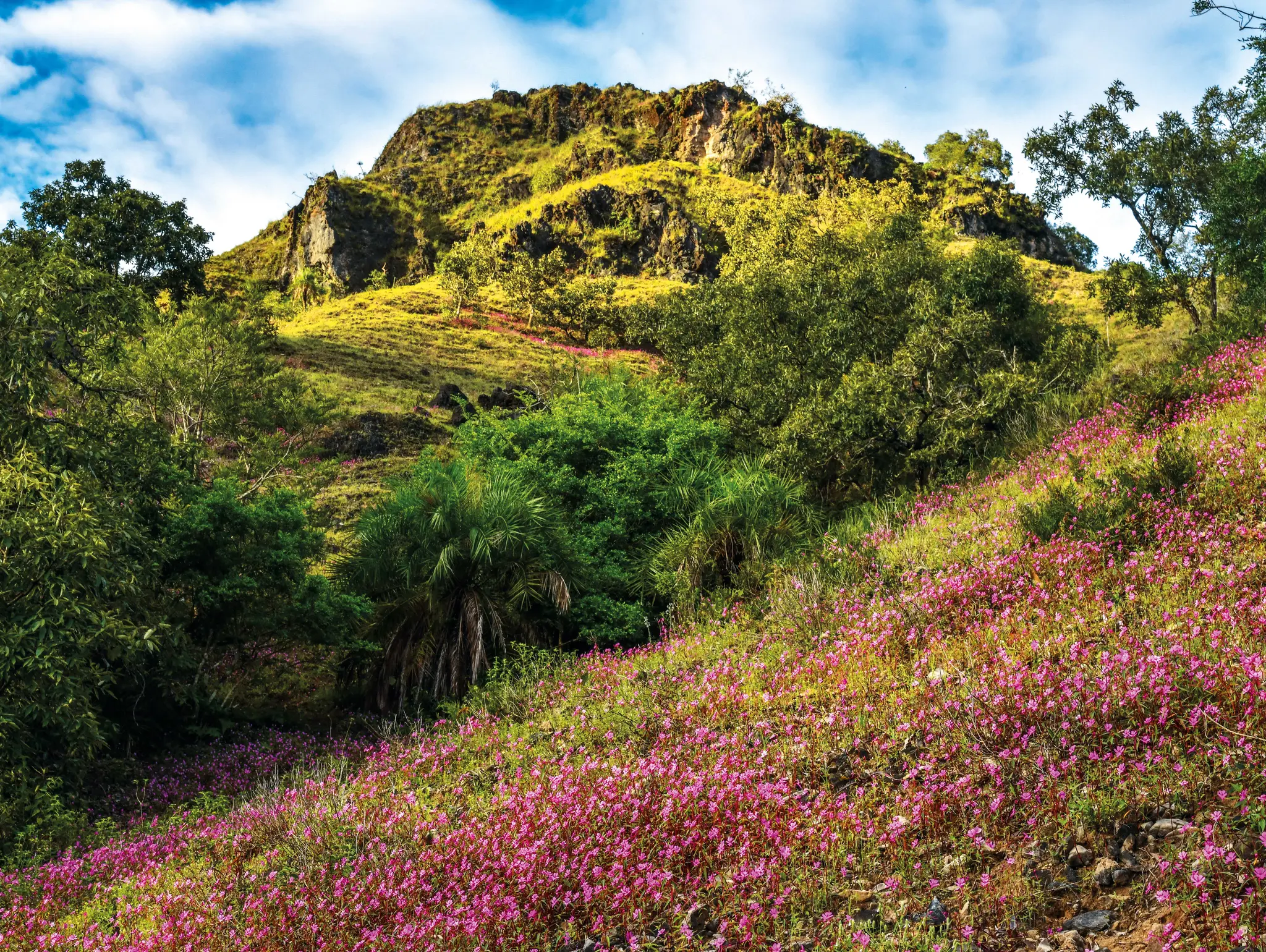 ลองอ่าน 487 ดอยหัวหมด พันธุ์ไม้บนเขาหินปูน