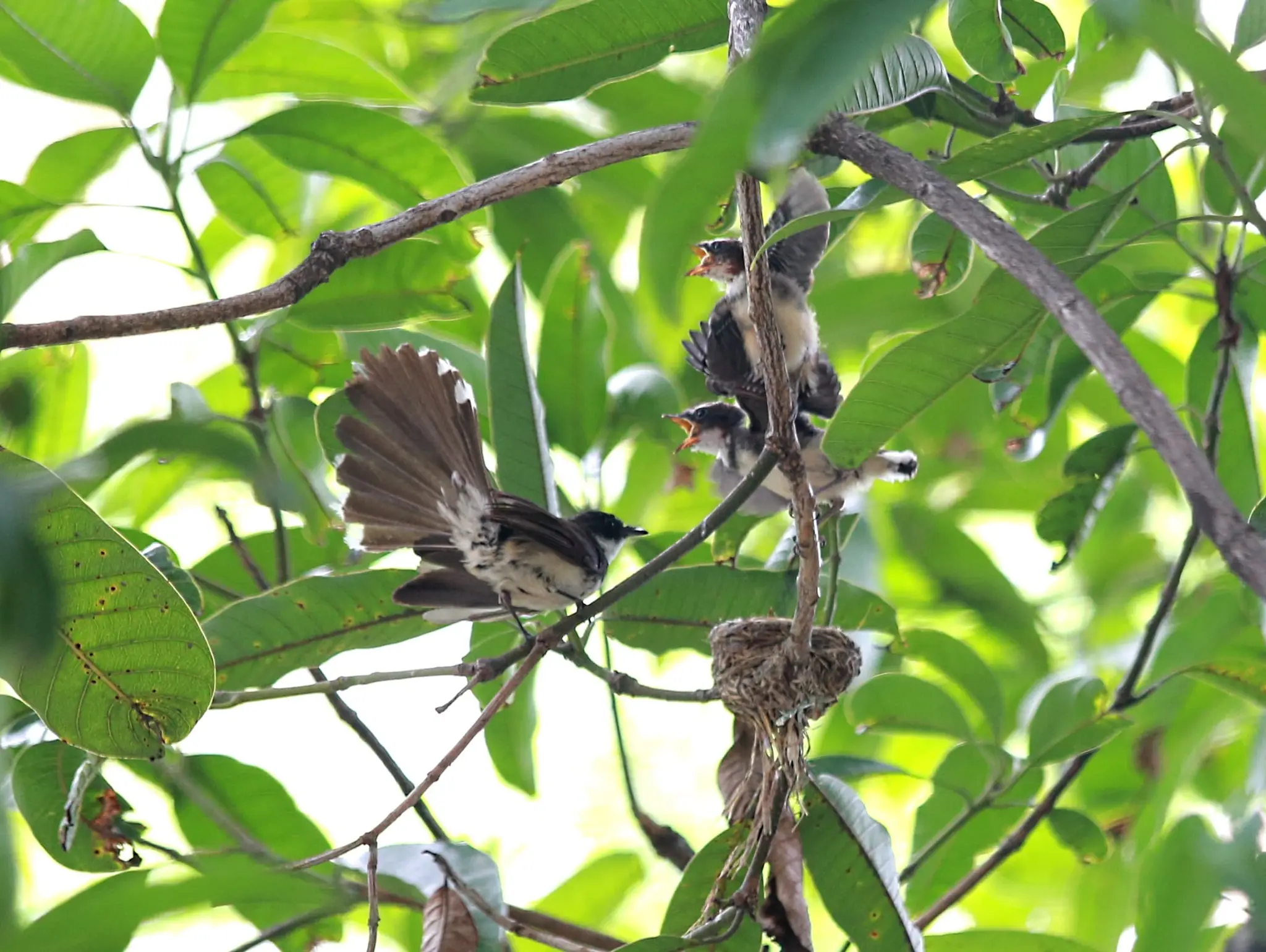 473 จากบรรณาธิการ นก