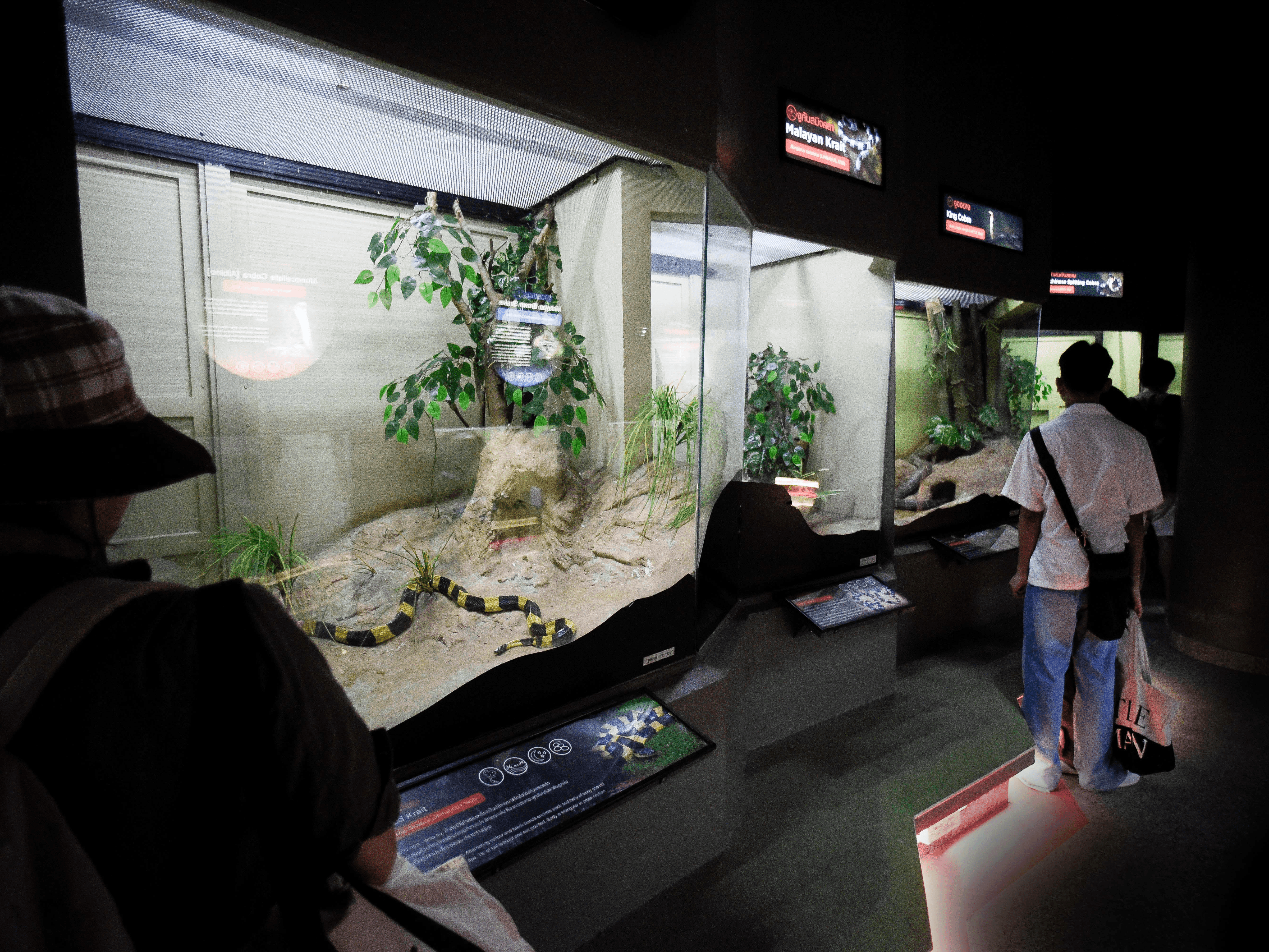 487 hidden (in) museum เยี่ยมรัง เลื้อยคลาน