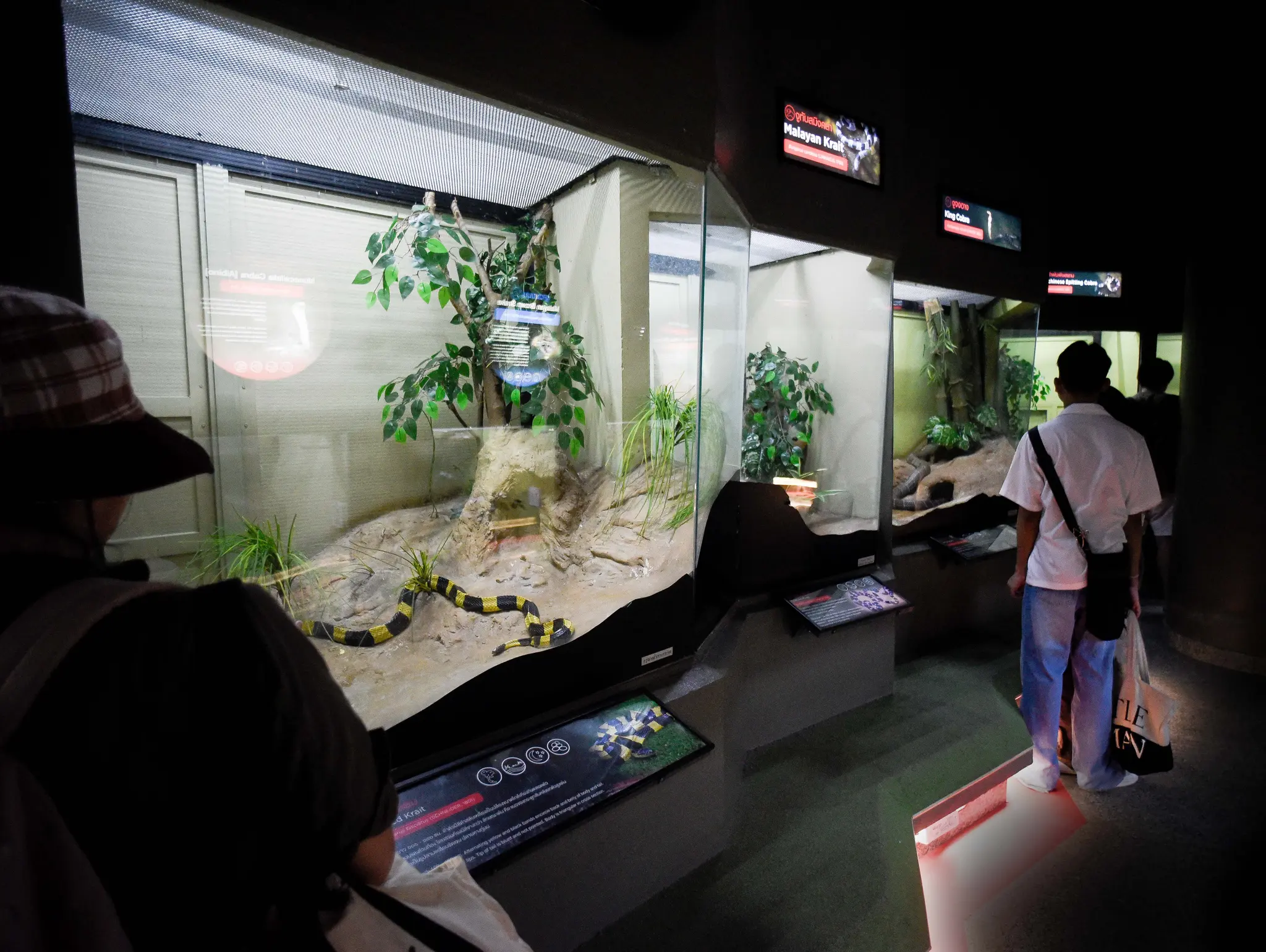 487 hidden (in) museum เยี่ยมรัง เลื้อยคลาน