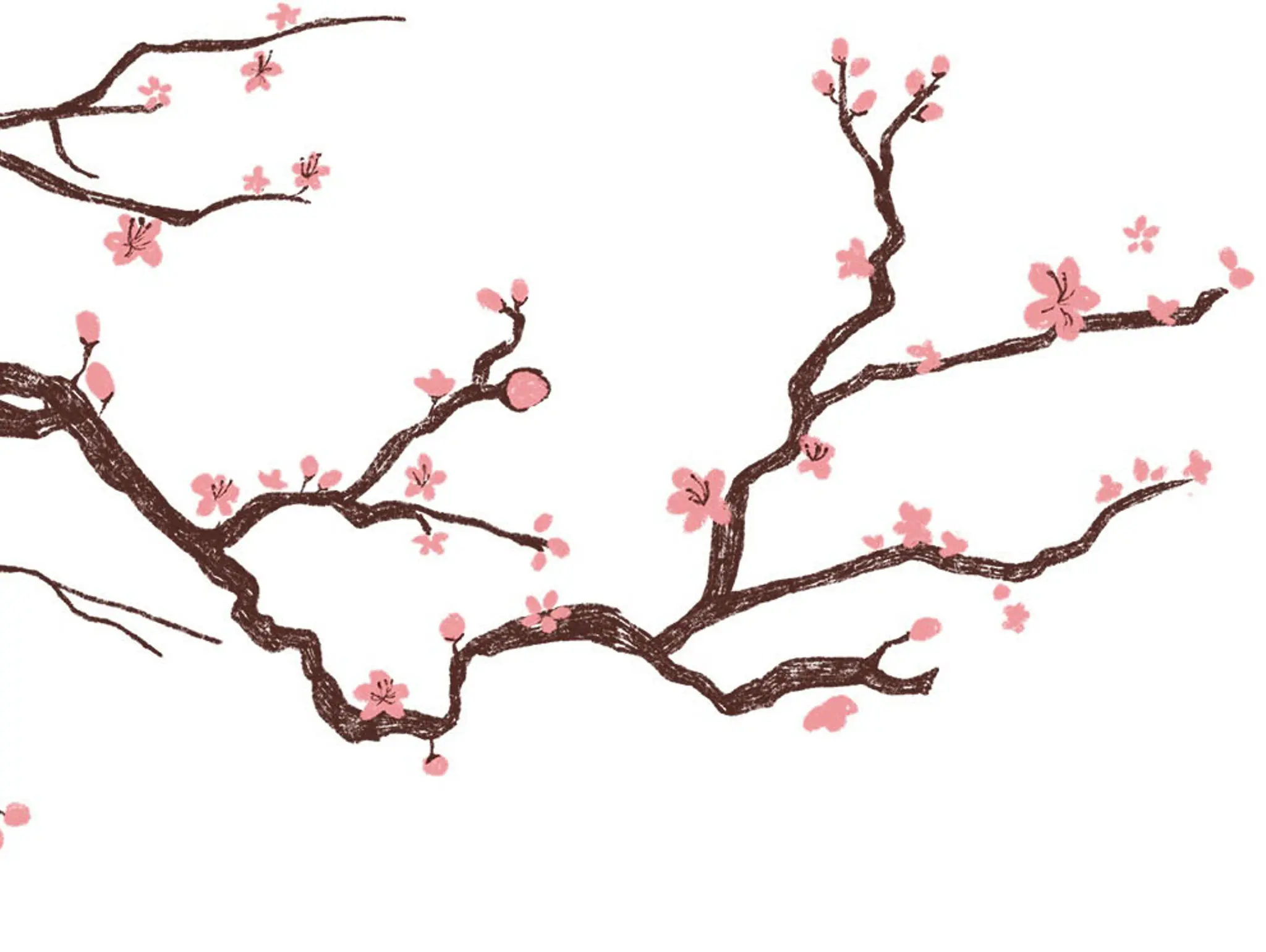 483 Souvenir & History ฮานามิ ณ โตเกียว