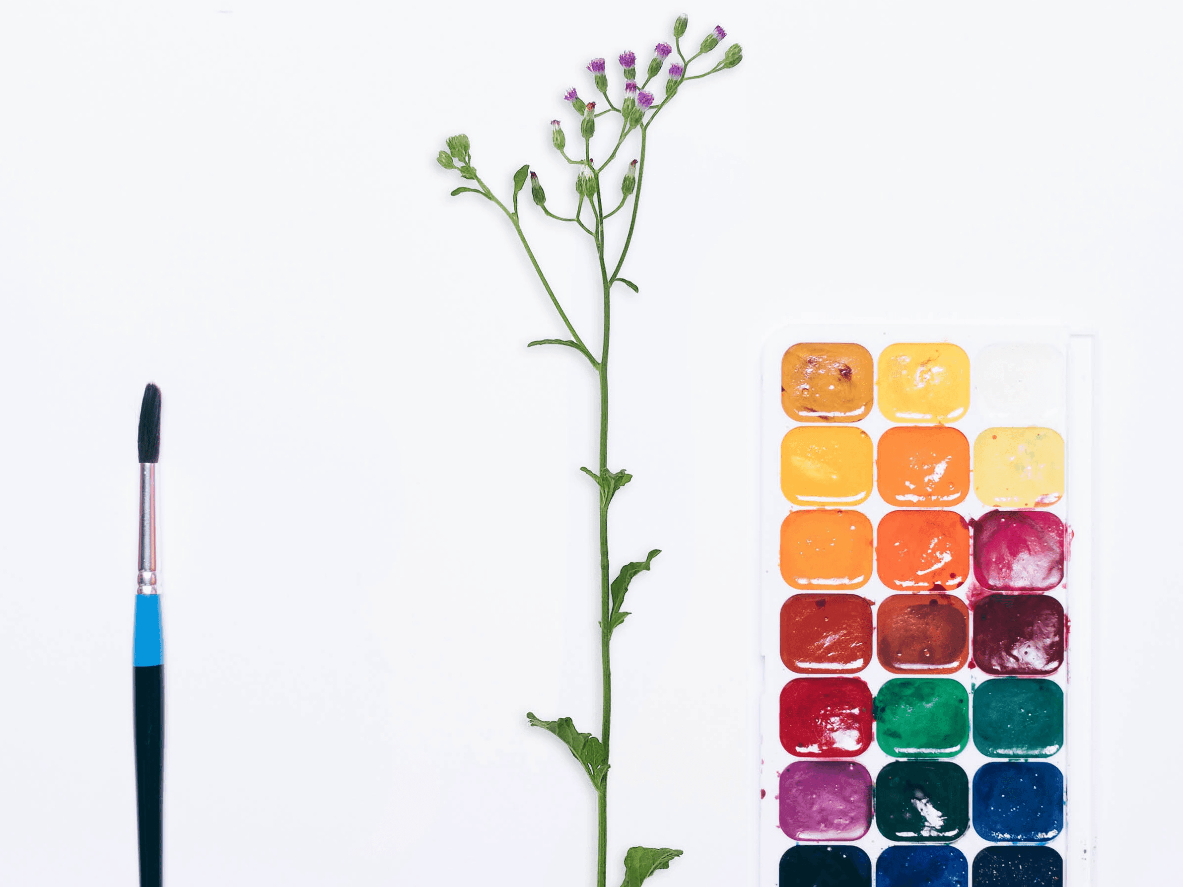 482 ภาพวาดพฤกษศาสตร์ ๑๐๑ เส้นทางการเรียนรู้ ศาสตร์ ศิลป์ และพืชพรรณ ผ่านกาลเวลา