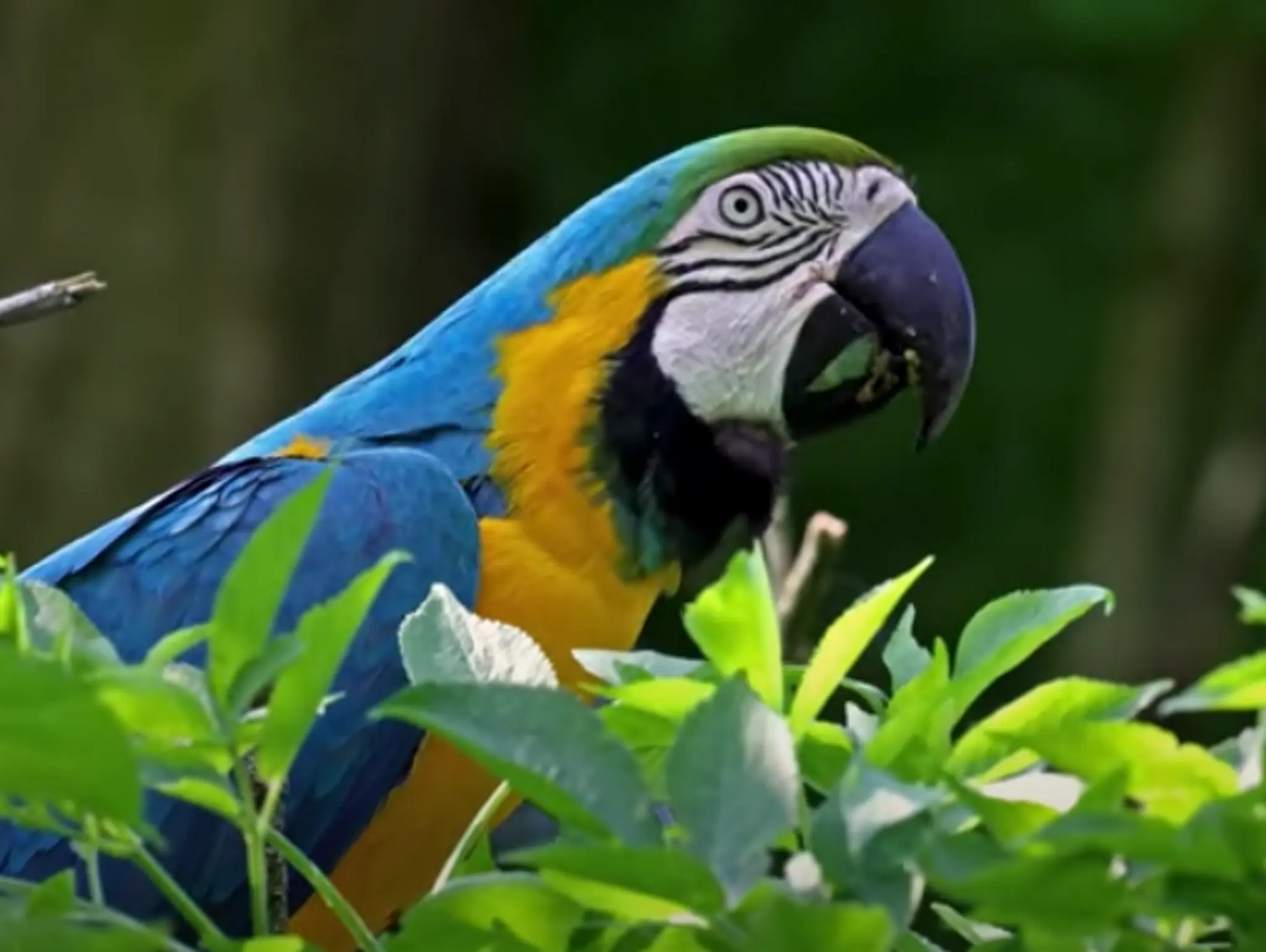 VIDEO: Birds of the Rainforest 3"