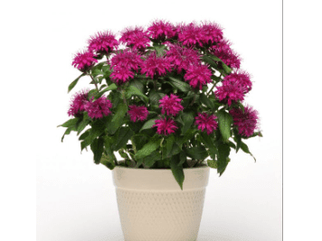 Top 10 Pollinator Plants for Container Gardens