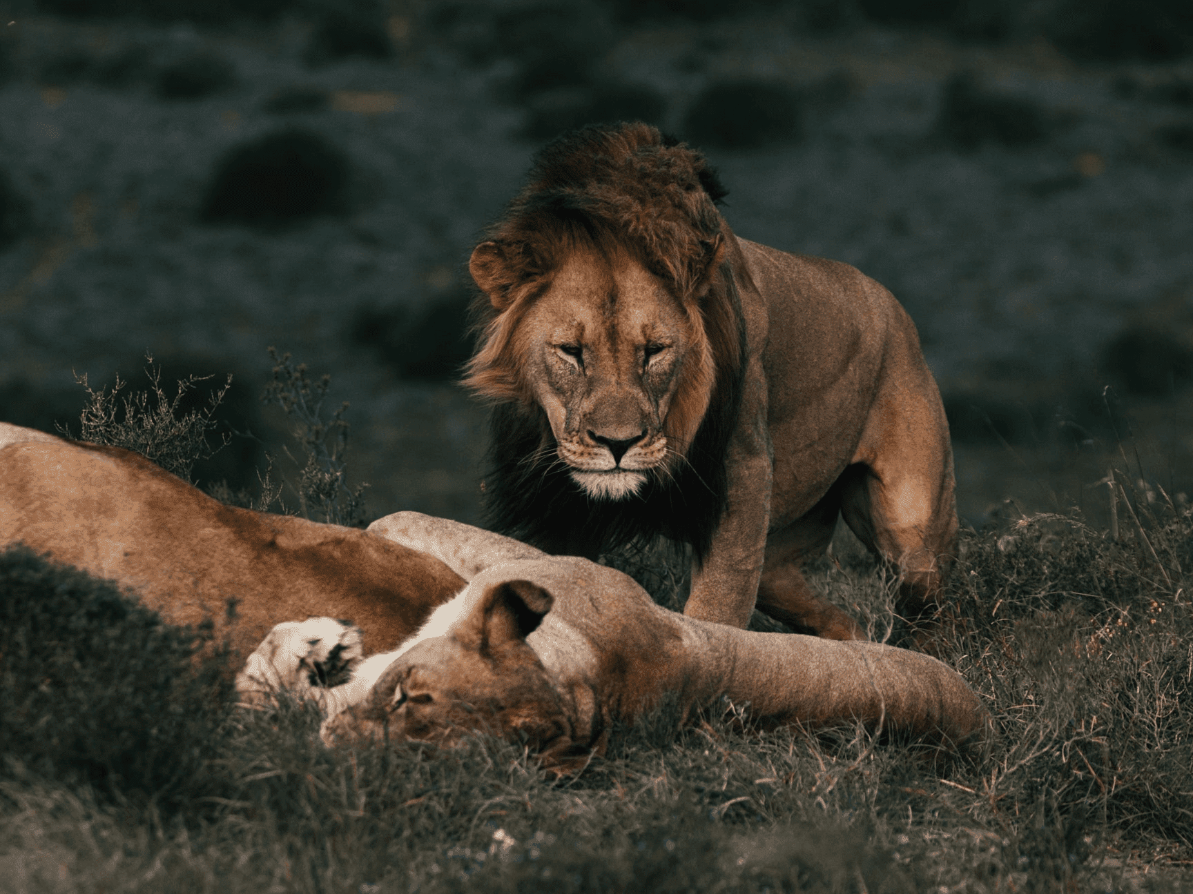 New joint scientific study identifies a major research gap in animal welfare studies