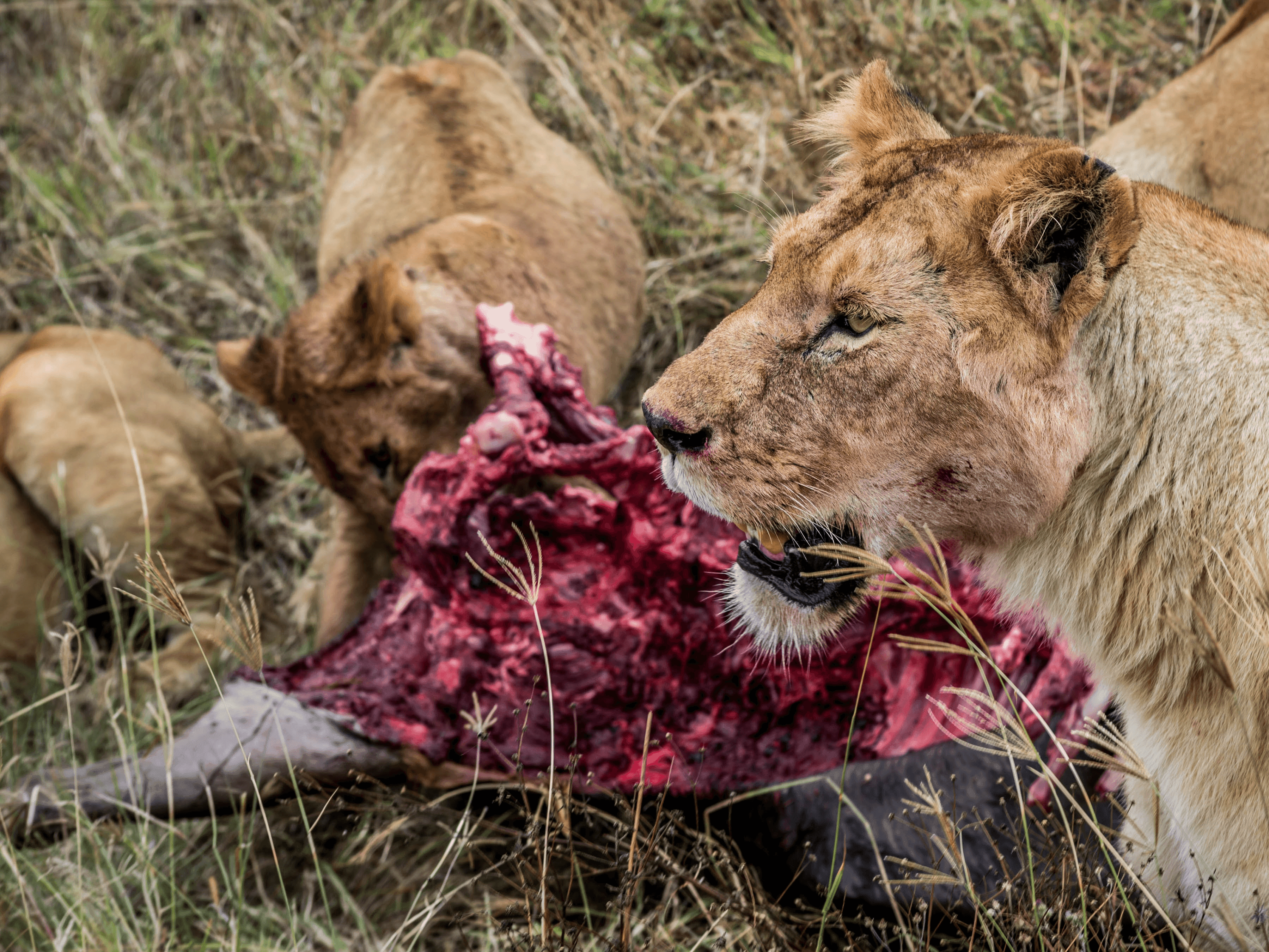 Lion’s Feast