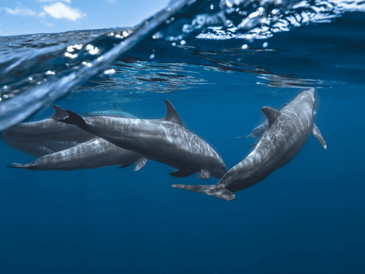 A Silver Lining for our Oceans  