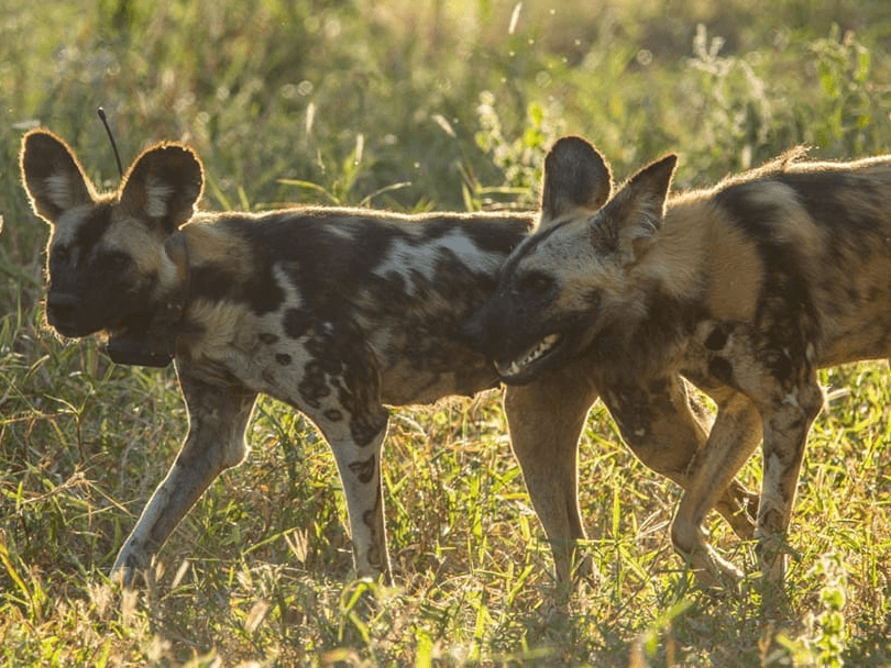 Gorongosa National Park – A Conservation Success Story 