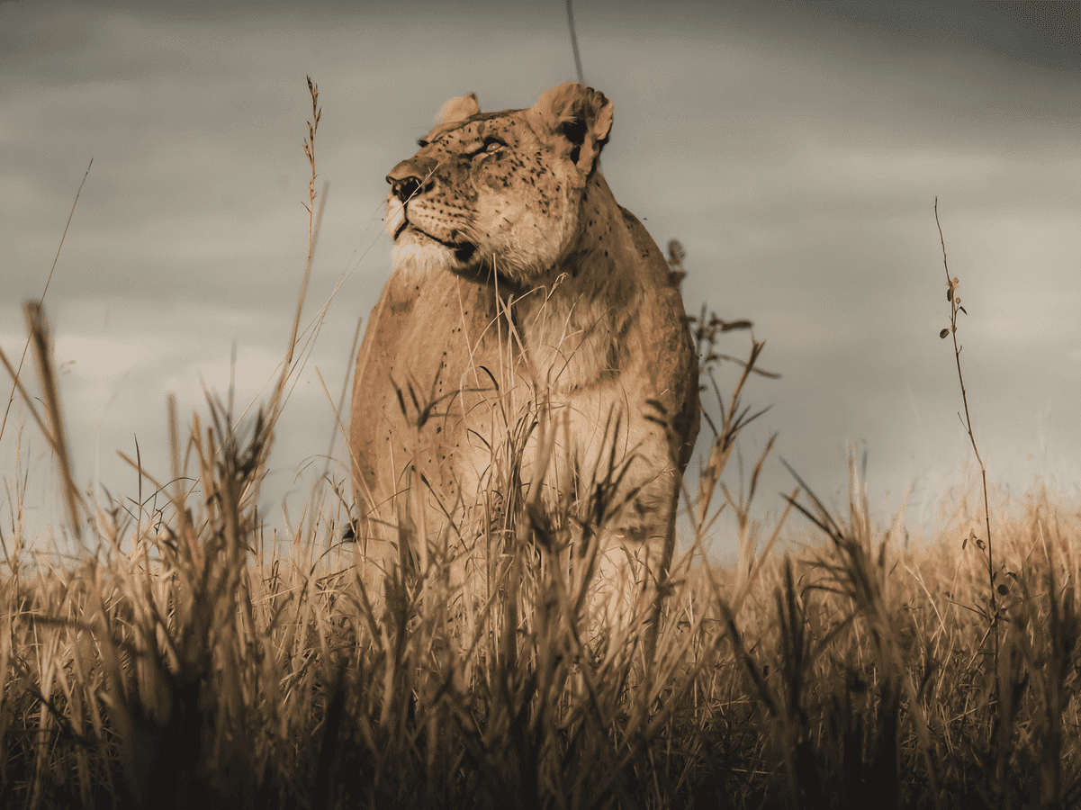 TROPHY HUNTING WILL END UP KILLING ITSELF 