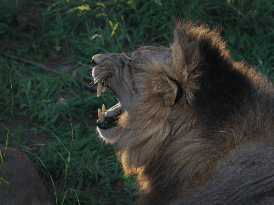 South Africa is on the brink of phasing out the commercial captive lion industry 