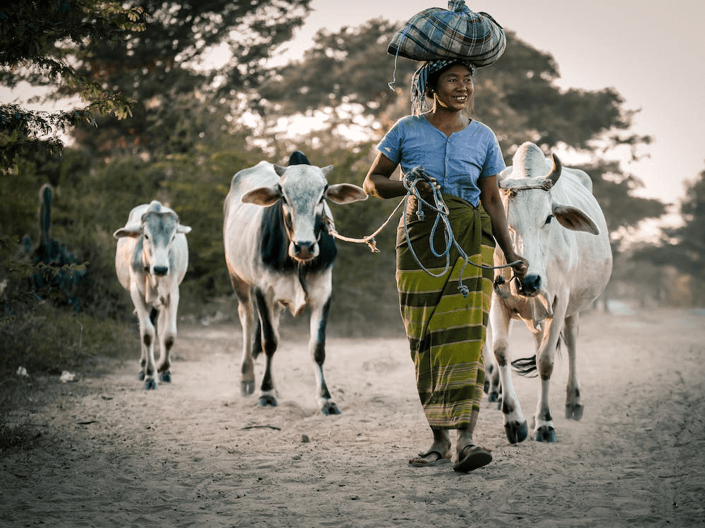 Sustainable Agriculture – A Path to a Greener Future 