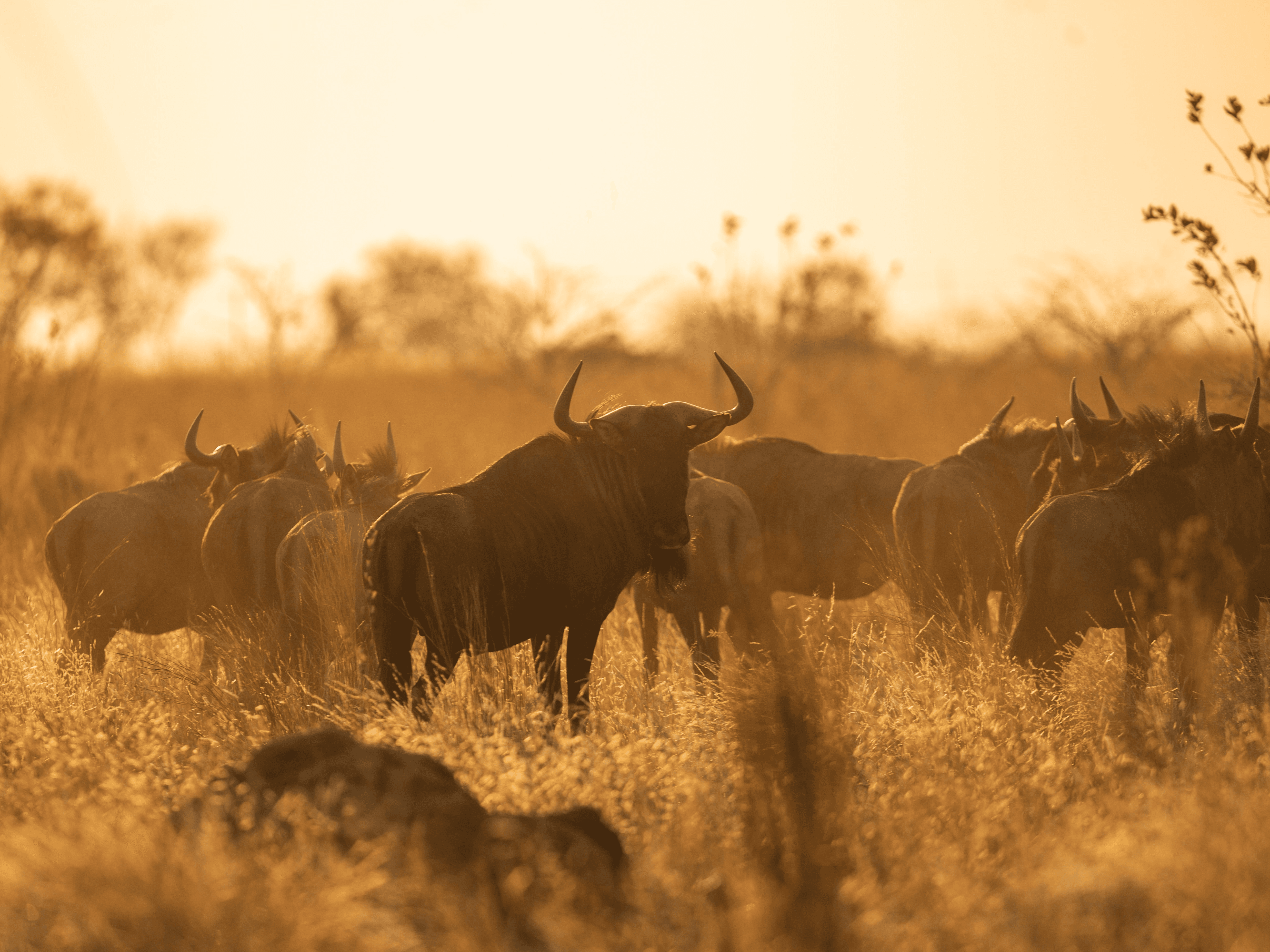 Meeting our Climate Carbon Goals 