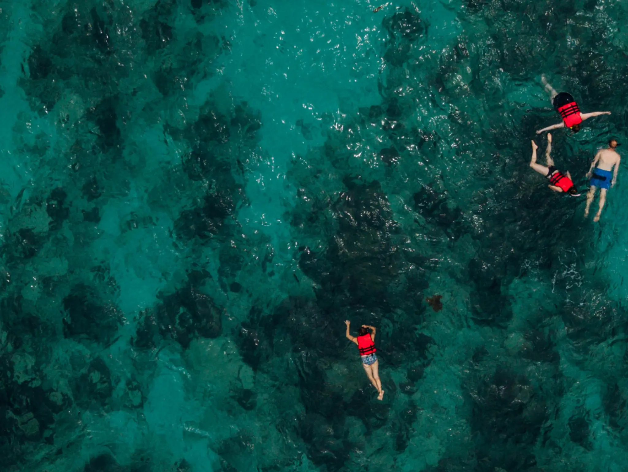 The Coral Chronicles: Discovering the Life and Beauty of Coral Reefs