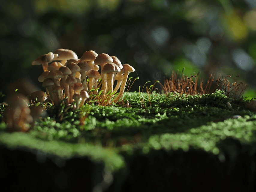 A Tale of Sir Fungus and the Crobe Army 