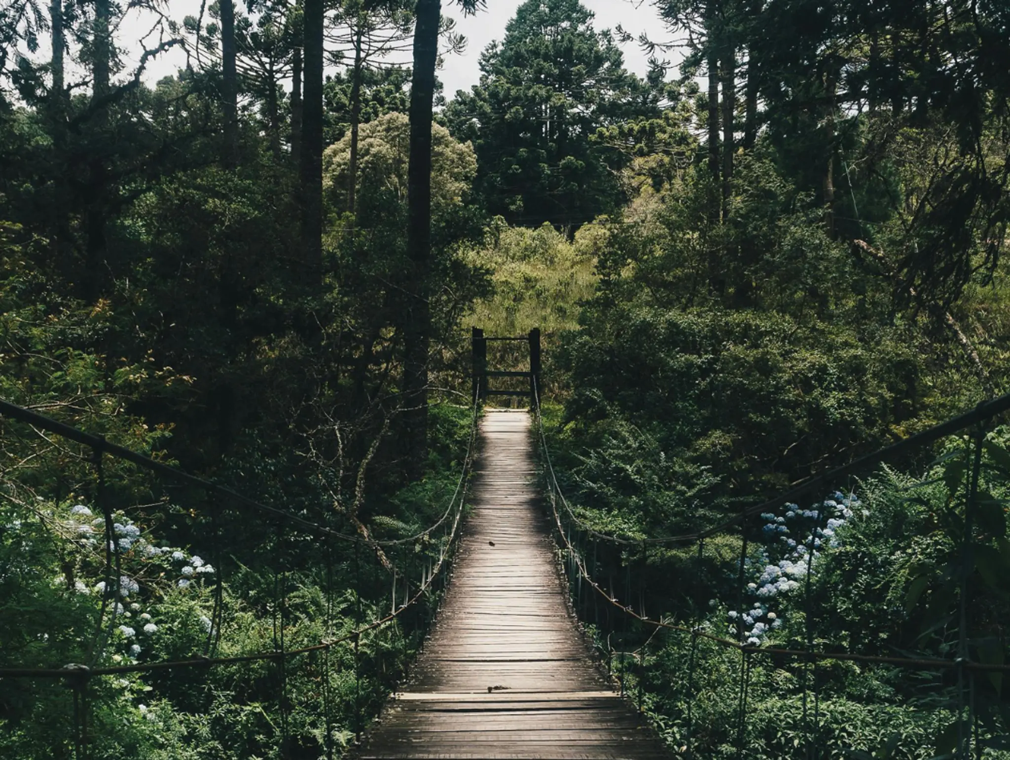 Green Cities: The Role of Urban Forests in Sustainable Development