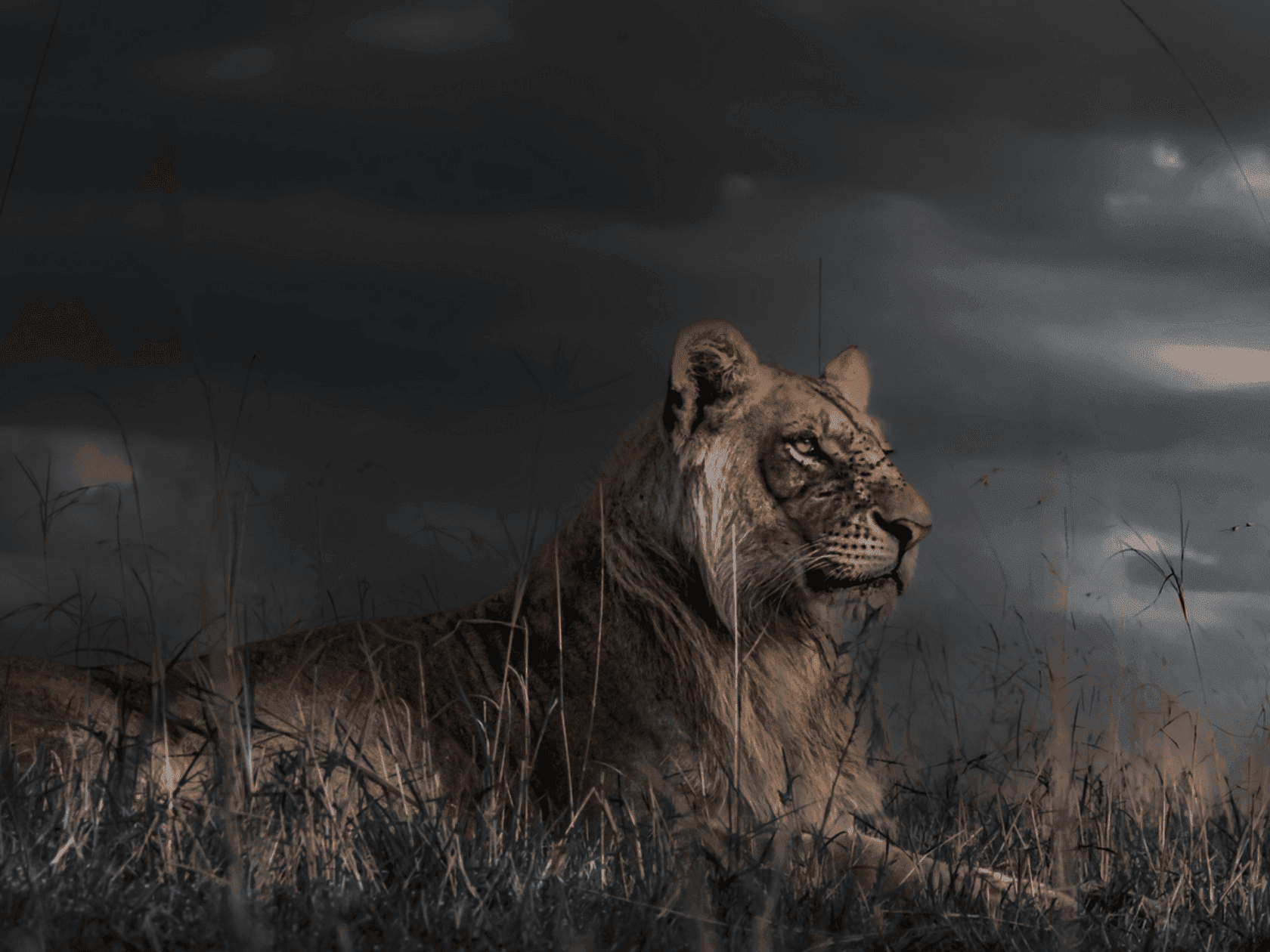 The Captive Lion Industry